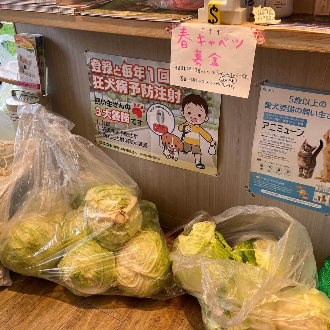 メルロコ一家の楽屋裏のインスタグラム