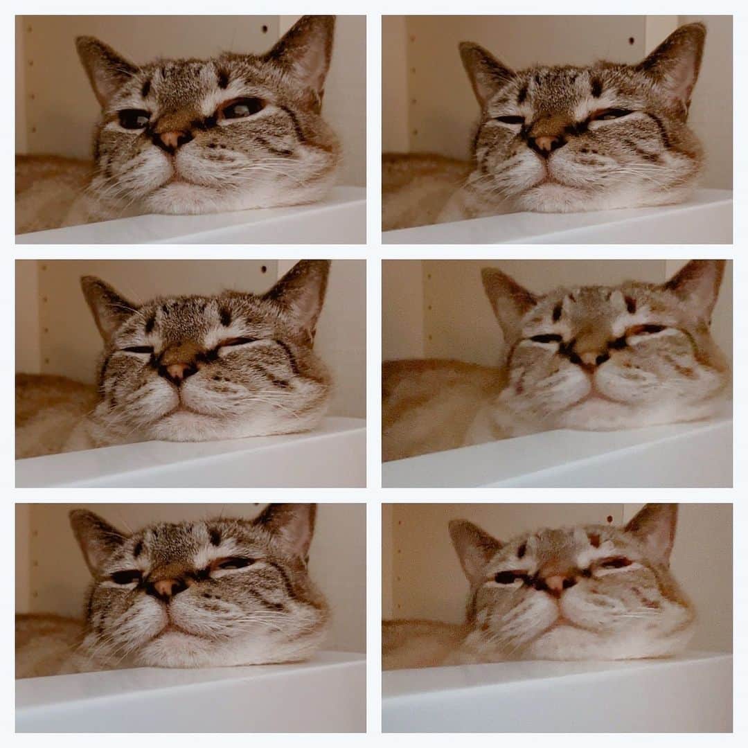 横槍メンゴのインスタグラム：「気圧で猫も熔けてゆくさま」
