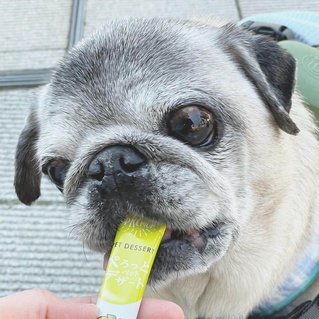 八兵衛のインスタグラム：「Hachibei 🍐😋 *  * なしちゅーる！🍐 * * #ちゅーるだいじ #ちゅーるは外でのおやつ #ちゅーるは家では出てこない🤣  #ほぼ黒パグ #おじいちゃん犬 #16歳7か月  #pug #puggy #puglife #puglove #petstagram #pugstagram #pugsofinstagram #pugs #dog #八兵衛 #はちべえ」