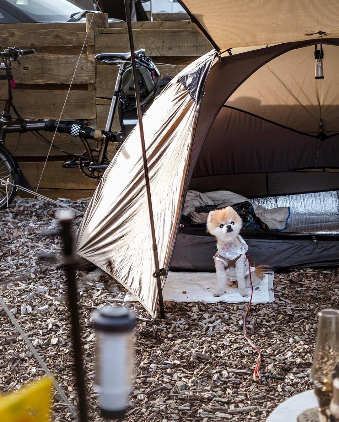 ポテチンさんのインスタグラム写真 - (ポテチンInstagram)「房総自転車キャンプ。 @pom.kotenicolocco @manokala 家とキャンプしてきましたぢょ。 自転車に積めない食材や焚き火に調理器具などなど…お世話になりましたぢょね。 暴風警報が出てた千葉。なんとかテント撤収までは無事に済んだものの、帰りに砂嵐に巻き込まれて母さんは砂浴びしたカピバラみたいになりましたぢょね。ポテはバッグインで無事でしたぢょね。これもいい思い出ですぢょ。  #ポメラニアン #pomeranian #ポメ #pom #pomi #pome #pomstagram #dogstagram #pommy #pommylove #pomlove #mypom #pomeranianpage🐾」5月7日 15時19分 - pom.potechin