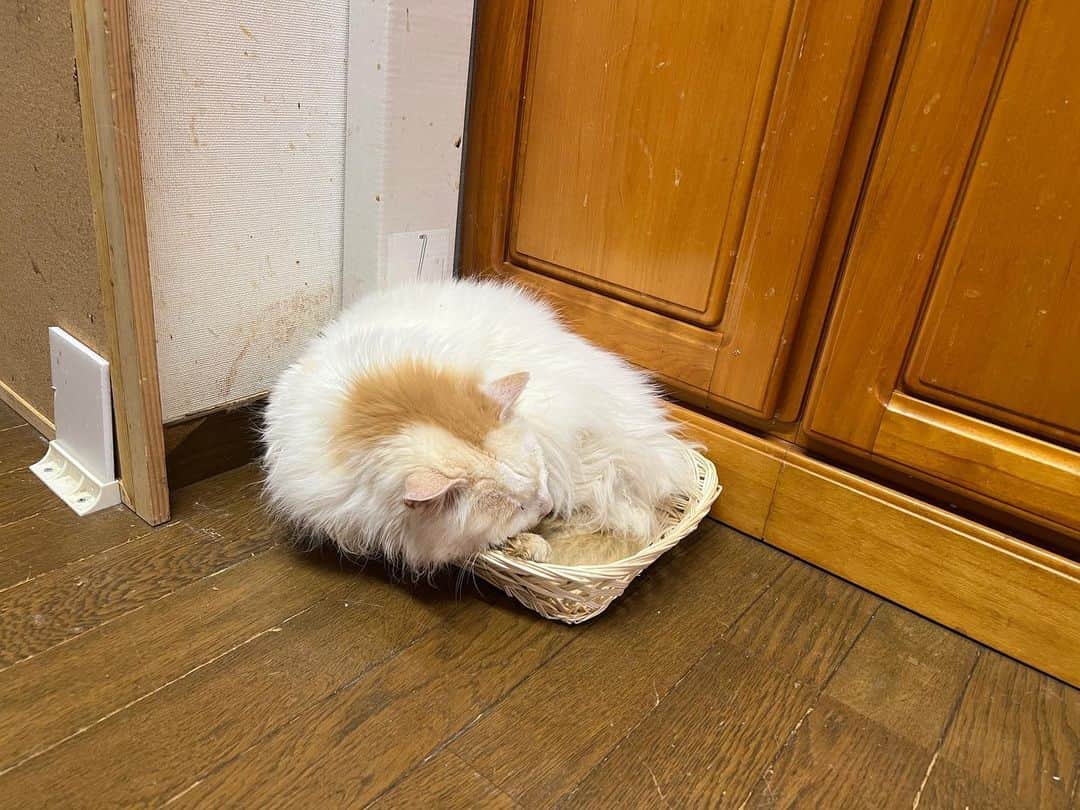 Kachimo Yoshimatsuのインスタグラム：「雨ですね。降水確率100% 一日中雨降ってます。 そうなると猫らは窓辺から退避してそれぞれの場所で一眠り｡  #うちの猫ら #okaki #oinari #castella #猫 #ねこ #ニャンスタグラム #にゃんすたぐらむ #ねこのきもち #cat #ネコ #catstagram #ネコ部 http://kachimo.exblog.jp」