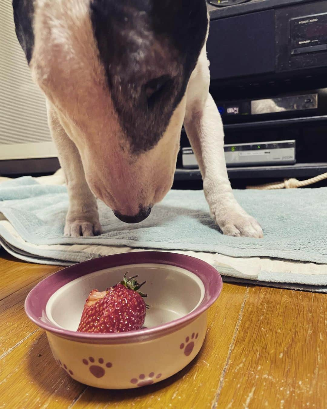 Q太郎さんのインスタグラム写真 - (Q太郎Instagram)「#minituru#bull#terrier#minibullterrier#miniturubullterrier#dog#dogstagram#cute#qtaro#love#family#ミニチュア#ブルテリア#ミニチュアブルテリア#Q太郎#いちご#大好き#とちおとめ」5月7日 15時33分 - qtaro.jun