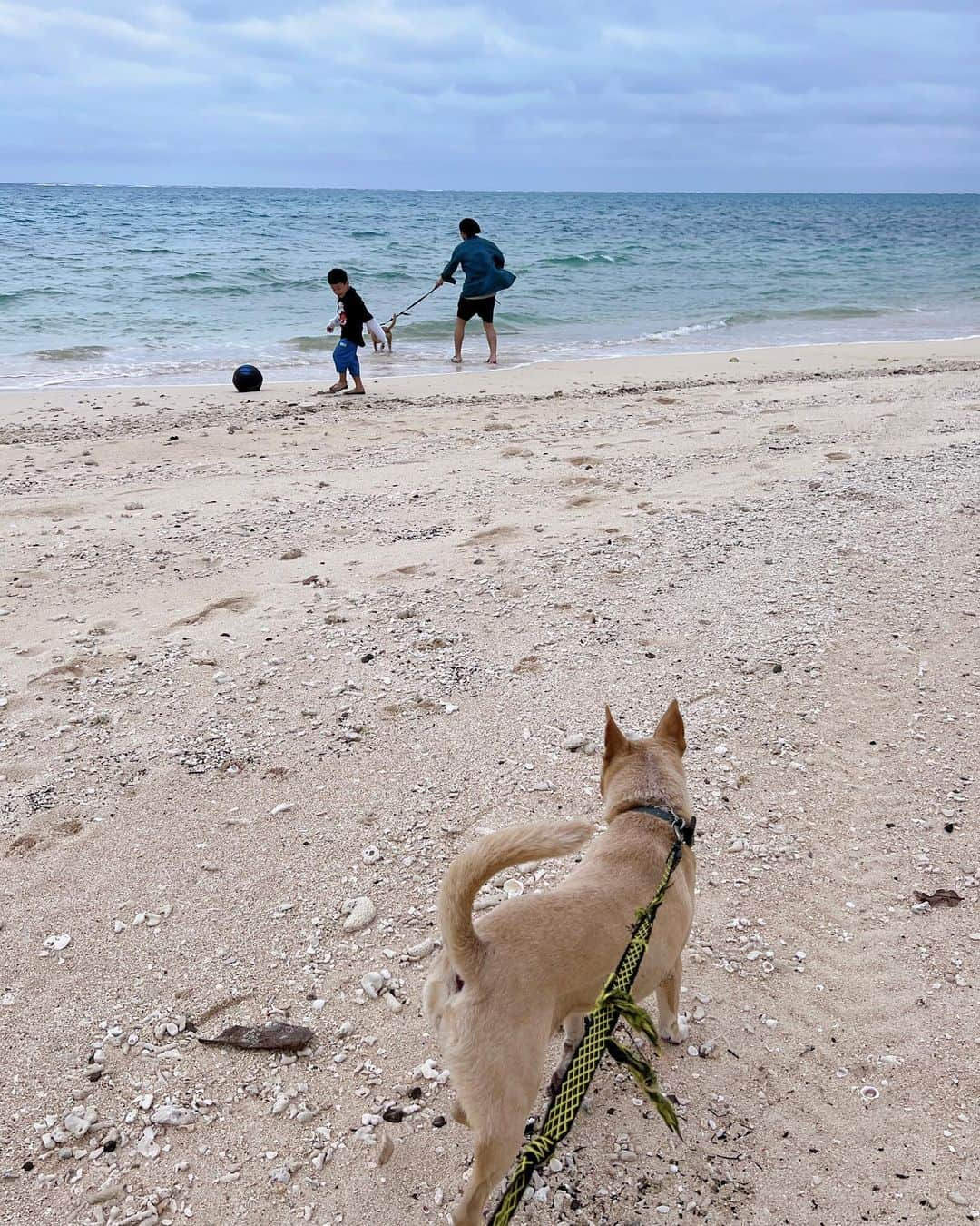 イアリサさんのインスタグラム写真 - (イアリサInstagram)「石垣島の後半は彼が合流しまして それはそれは言葉にしてしまうと 嘘くさくなってしまうような出来事がたくさん起こりました。  泊まった宿には保護猫と保護犬がいて 宿の人２人に名前聞いたら 「名前なんなんですか？」 「奥の犬は多分ナータで、手前は多分メグだったかミクです」 と言われて、もうひとりには 「知らないですねぇ」 と言われました。  結局確定した名前も分からない犬たちのぶっ飛ばした散歩もさせてもらい(もう宿の人はむしろ行ってくれてありがとうと感謝された)、砂浜での全力疾走は脳みその揺れがすごかった👽  仙人みたいな猫も１日帰ってこなかったり 人も動物もみんな自由で いろんなものをバリバリ剥がされていく感覚で この２日間は人生で忘れられないものとなりました。  宿でずっと一緒にいたkidsからもらった言葉たちも、ぜったいに忘れることはありません。 麦茶でも飲もうよ！入れてあげる！とお茶をいれてくれたり、牛乳を一緒に飲んだり、みかんをくれたり。 あんなにも子供と過ごしたのは初めて。  お見送りもみんなが出てきてくれて、バイバーイ！ってなった時に別れるのが寂しくて泣いてしまいました。  偶然という名の必然はあって 神様はいて 人の優しさとゆるさを学び 自然の中で生きる事の素晴らしさと感謝を 改めて感じた日々でした🐬  とてもリラックスできて、いろんな気持ちを解放して、いまをしっかりと生きました。  また次も泊まりにいきます。 素晴らしい素晴らしい宿でした。」5月7日 15時34分 - _i.arisa_