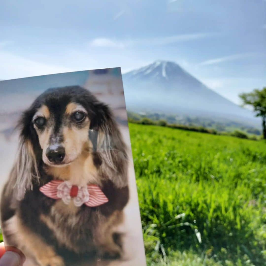宮下ともみのインスタグラム：「5/4はひなの一周忌でした🌈🐾　 ひなと過ごした16年9ヶ月。ひなのいない1年。 私の心にも、息子たちの心にもちゃんとひなは生きています♥ １年ぶりに最後に過ごした場所に行ってきました✨ やっぱり最高の場所🗻✨」