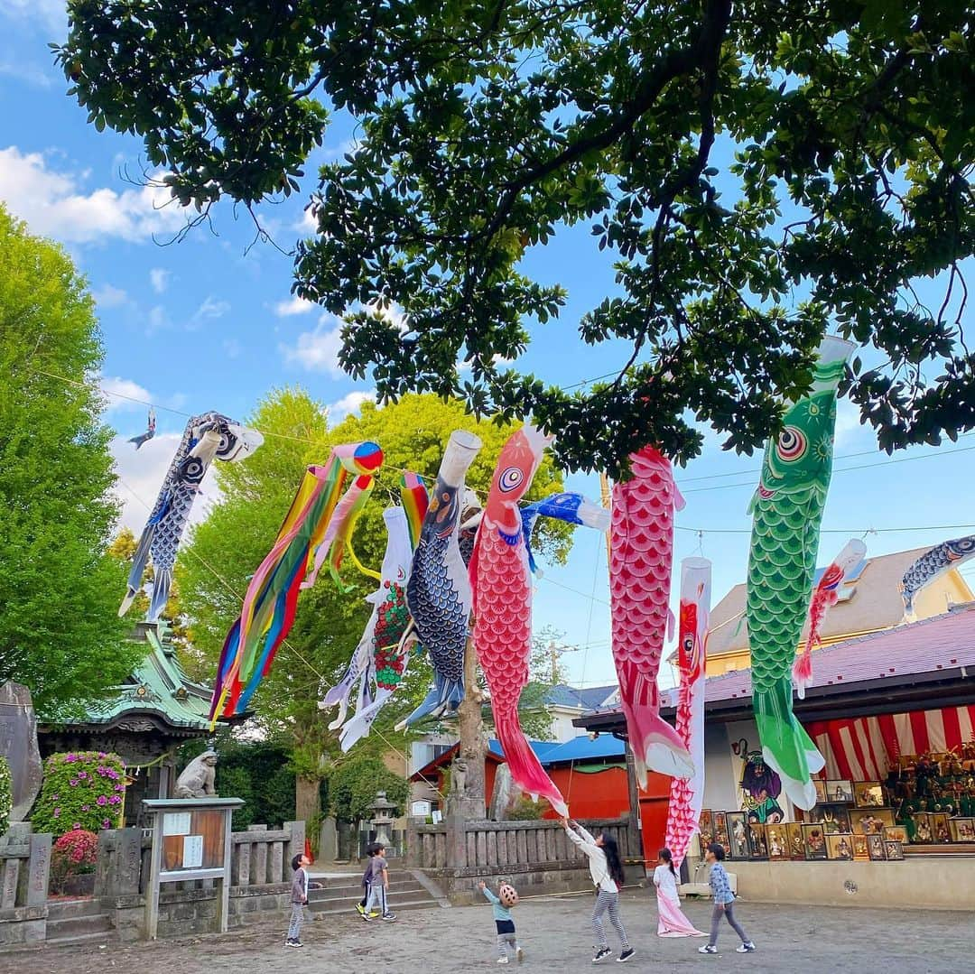 齋藤美波のインスタグラム：「🎏鯉のぼり ・ お家の近くの神社には 大きな鯉のぼり💙 ・ 毎年テンション上がる鯉のぼりと 日本一飾ってるであろう兜や五月人形を 飾ってくれありがとう⛩ ・ JAZZも喜んでくれて よかった🥰 ・ 5月5日は このメンバーで過ごせて 子供達も大喜び💓 ・ ・ ・ #こどもの日#子供の日#鯉のぼり#五月人形#神社公園#男の子の日#5月5日#湘南 #koinobori」