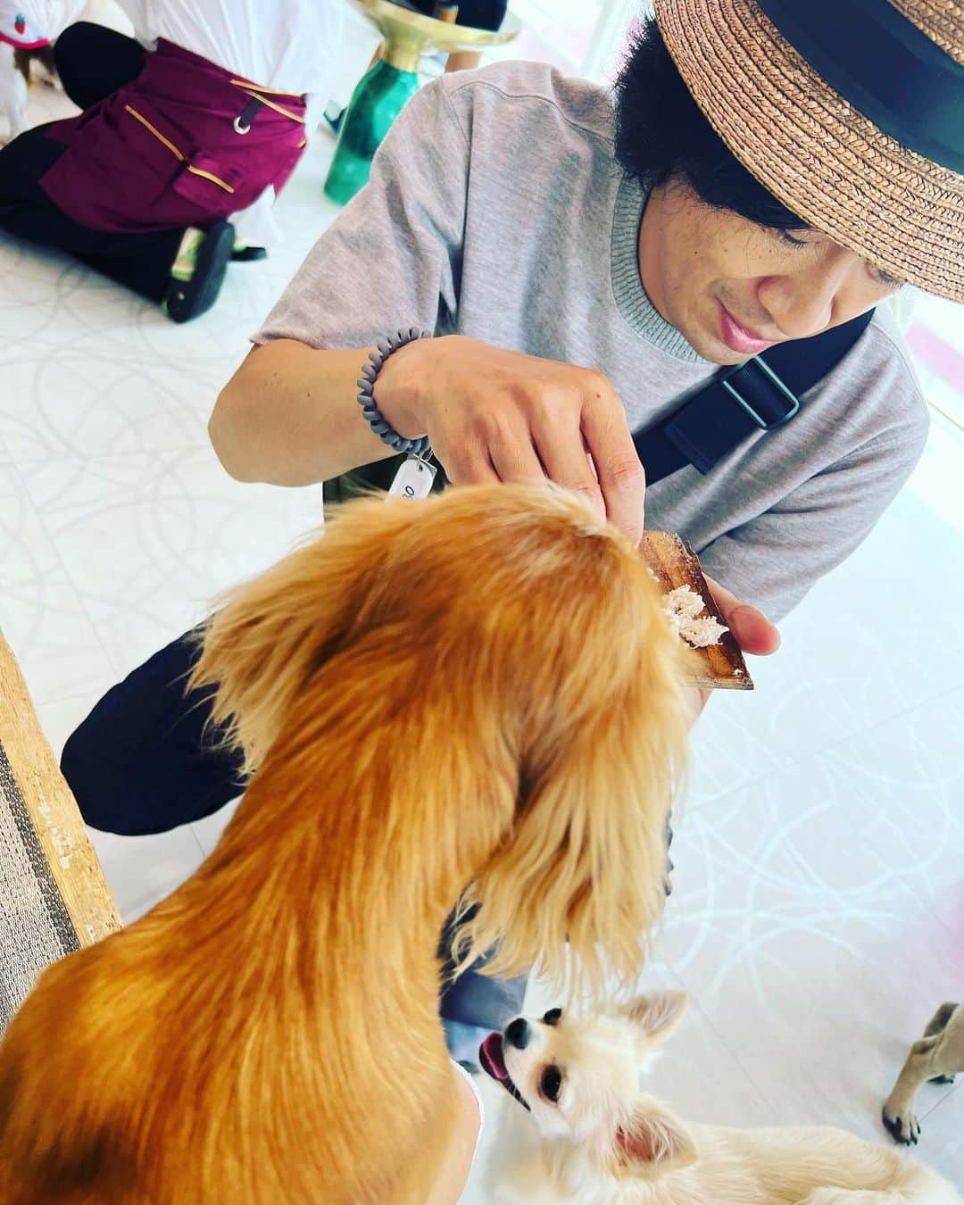 マツキタイジロウさんのインスタグラム写真 - (マツキタイジロウInstagram)「Dog cafeにて癒される週末 みんな可愛い」5月7日 16時14分 - taijiroumatsuki