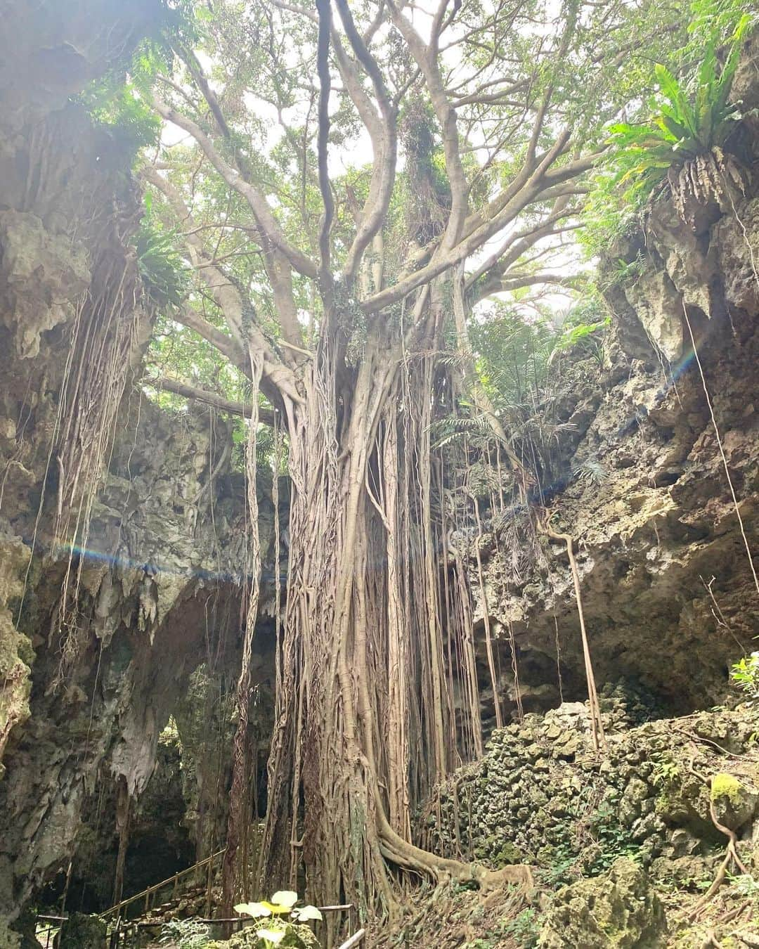 中桐菜々子さんのインスタグラム写真 - (中桐菜々子Instagram)「. 🍂🌴🍃🪨🌿  #gw旅行 #gw #沖縄 #ガンガラーの谷」5月11日 19時40分 - nanako_nakagiri