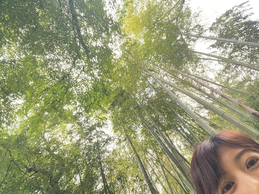 根本美緒さんのインスタグラム写真 - (根本美緒Instagram)「竹藪@鎌倉の親戚のおうち 雨が🌱に落ちてフィトンチッドの効果で癒されてます😆 #たけのこ は今年はもう終わってました#ゴールデンウィーク #雨 で⚾️休みにつき急遽#家族旅行 🙌」5月7日 16時25分 - nemotomio.official