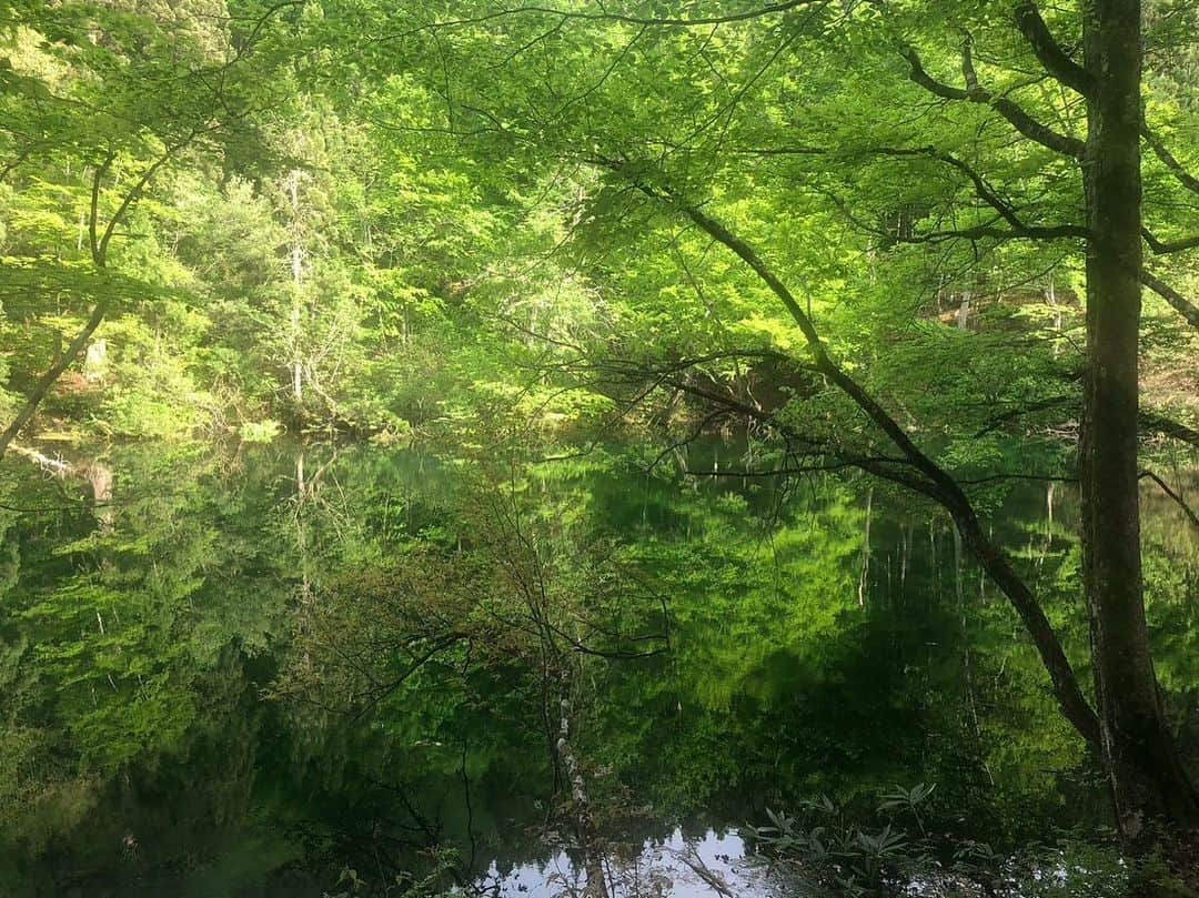 樹神さんのインスタグラム写真 - (樹神Instagram)「龍神伝説の残る龍ヶ窪の池。 龍神神社にお参りできました。 毎分30tの湧水量は一日に一回池の水が全て入れ替わってしまう程の量で、決して濁る事がないそう。  パラレルワールドの入り口みたい。 どこからが本物でどこからが湖面か肉眼でも惑わされてしまうほど。 太陽の角度で表情を変えていくそうですが、こんな神秘的な緑の時間に。  #龍ヶ窪の水  #龍ヶ窪の池 #湧水 #龍神様 #パワースポット」5月7日 16時35分 - kotamaofficial
