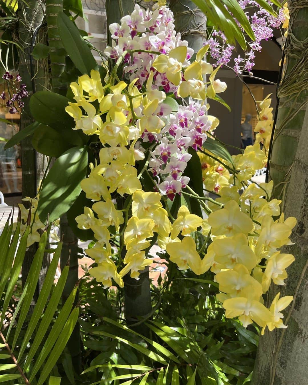 スーザン・ルッチさんのインスタグラム写真 - (スーザン・ルッチInstagram)「Happy Sunday from a very happy place! 🌴🌴🌴🌟🌟🌟🌸🌸🌸」5月8日 3時48分 - therealsusanlucci