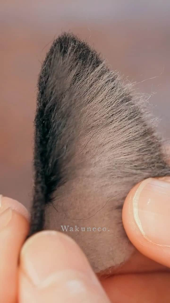 わくねこ羊毛フェルトのインスタグラム：「Osamu's ear.  I would be happy if I could convey the atmosphere of the work even a little.   Needle felting is a field where traditional methods of making needle felts, like painting or sculpture, have not yet been probabilized. Each creator has his/her own unique interpretation, ingenuity, and research.  It is also interesting to see the individuality of the artist appear in each part☺️  修くんの耳。  拙い編集ですが、断片的に繋げてみました。 少しでも作業の雰囲気が伝わったら嬉しいです☺️  ニードルフェルトは、絵画や彫刻のような伝統的な作り方がまだ確立されていない分野です。 作り手がそれぞれ独自の解釈で工夫や研究を重ねています🐣  個々のパーツに作者の個性が現れるのもまた面白いところです☺️  #猫 #ねこ部 #meow #ilovemycat #needlefelting #고양이 #양모펠트 #羊毛毡 #羊毛フェルト #ハンドメイド猫 #羊毛フェルト作品 #羊毛フェルト猫 #羊毛氈 #흰고양이 #feltart #artwoks #アート」