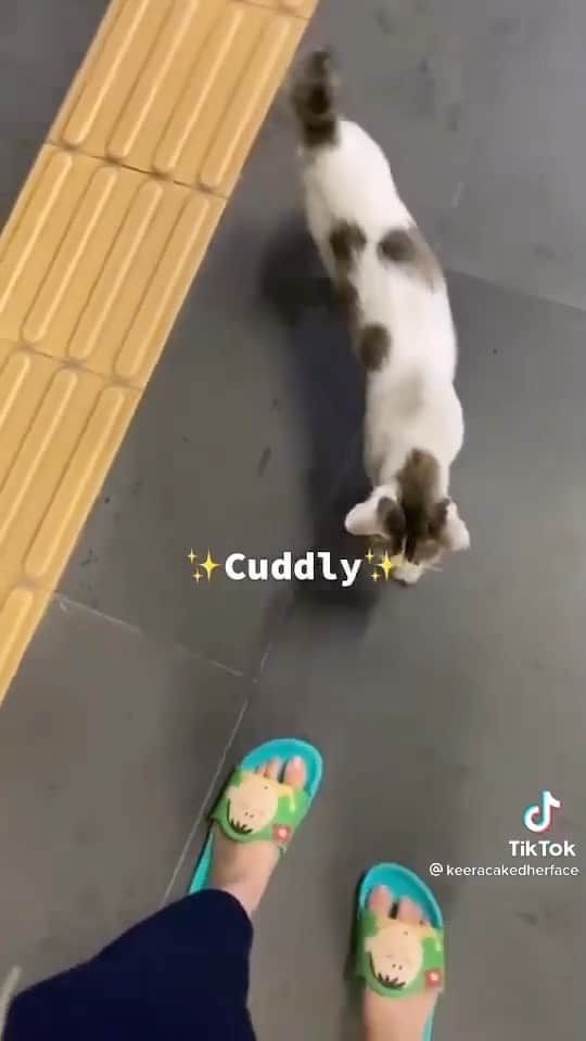 Cute Pets Dogs Catsのインスタグラム