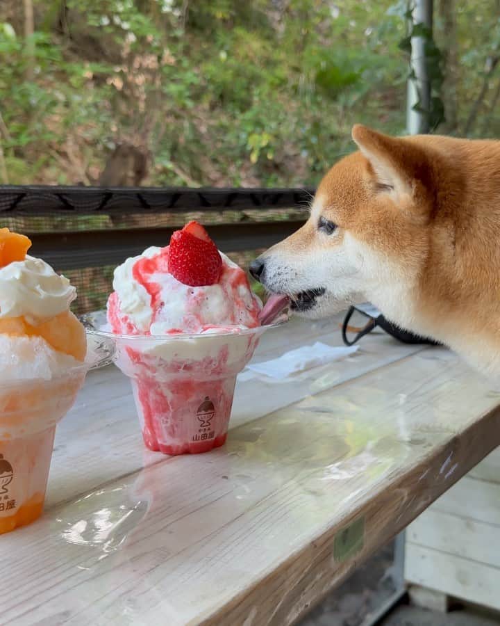 豆柴にこちゃんのグルメインスタ