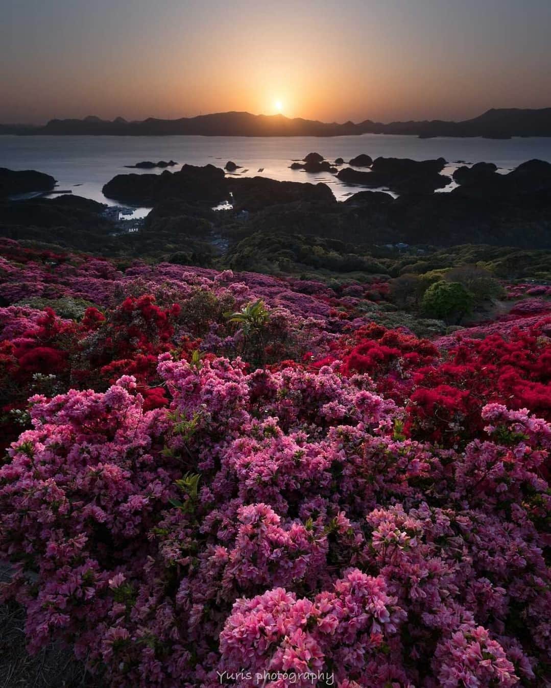 花の写真館のインスタグラム：「Photo by 百合永大輔. . Original Post[投稿いただいたURL] https://www.facebook.com/photo.php?fbid=5992367577542650 . 本アカウントは、 #私の花の写真 をつけてInstagramに投稿された皆さまの花の写真や、「花の写真館」Facebookページで投稿された花の写真を紹介します。 「花の写真館」Facebookページは、「 @floral.photograph 」のプロフィールにあるURLからご覧ください。 . ※各種法令、マナー、関係者の指示に従った撮影をお願いします。 *Please ensure that your photography adheres to all relevant laws, etiquette, and instructions issued by authorized persons. ※本アカウントは東京カメラ部がFacebook、Instagramのサービスを利用して運営しているもので、Meta社・Instagramとは一切関係ありません。 . #花の写真館 #floralphotograph #floralphoto #flower #flowers Follow: @floral.photograph」