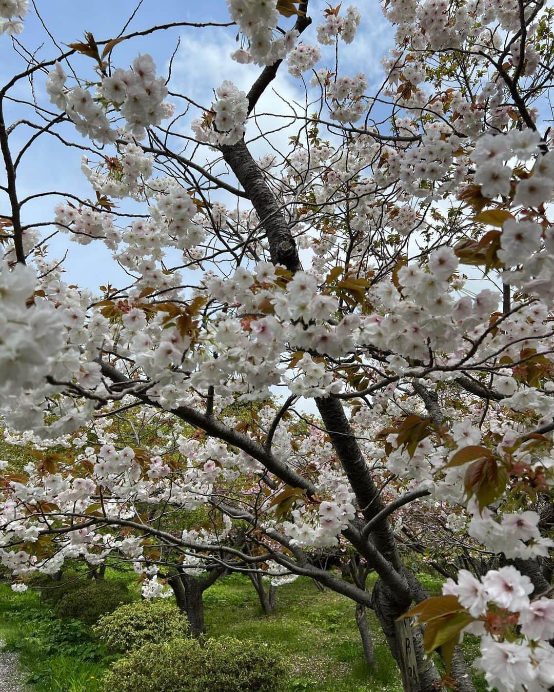 平アスカさんのインスタグラム写真 - (平アスカInstagram)「松前のさくらまつりとっても綺麗でした🌸 GWのこの時期の桜を観るのを心待ちにしていました。 250種類一万本の桜たちは何度観に行ってもお天気や風で見え方がちがって飽きないの！！ わたしは濃い紅色の"関山"がいちばんお気に入り🌸💓 桜たちの向こうに津軽海峡が見えるのも松前ならではの特別な景色ですき！！ 東京ではもうすこし暑くなって過ぎ去った日本の春を松前で味わうことができてよかった〜！！ #松前 #松前城 #松前町 #北海道 #北海道旅行 #桜 #松前の桜 #さくらまつり」5月7日 19時43分 - asucataira