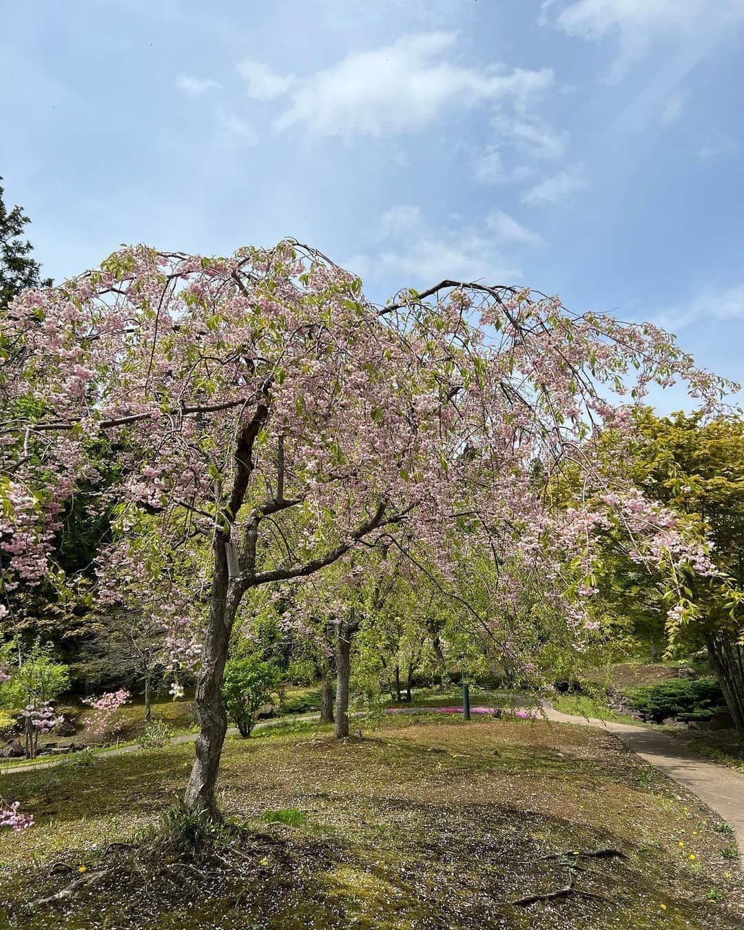 平アスカさんのインスタグラム写真 - (平アスカInstagram)「松前のさくらまつりとっても綺麗でした🌸 GWのこの時期の桜を観るのを心待ちにしていました。 250種類一万本の桜たちは何度観に行ってもお天気や風で見え方がちがって飽きないの！！ わたしは濃い紅色の"関山"がいちばんお気に入り🌸💓 桜たちの向こうに津軽海峡が見えるのも松前ならではの特別な景色ですき！！ 東京ではもうすこし暑くなって過ぎ去った日本の春を松前で味わうことができてよかった〜！！ #松前 #松前城 #松前町 #北海道 #北海道旅行 #桜 #松前の桜 #さくらまつり」5月7日 19時43分 - asucataira