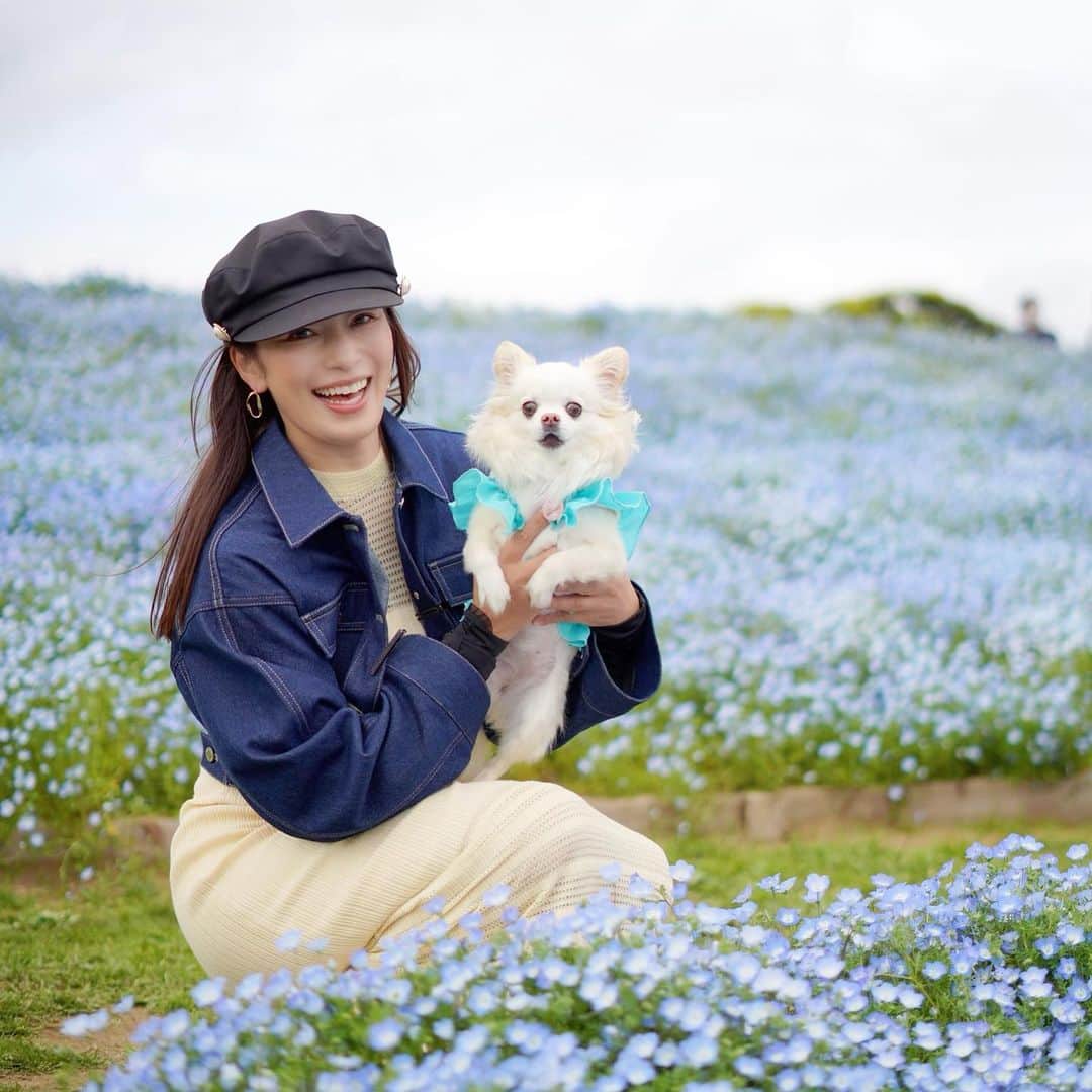 小早川怜子のインスタグラム：「わんわん💙  愛犬とネモフィラ見に行ってきたよ🥰」