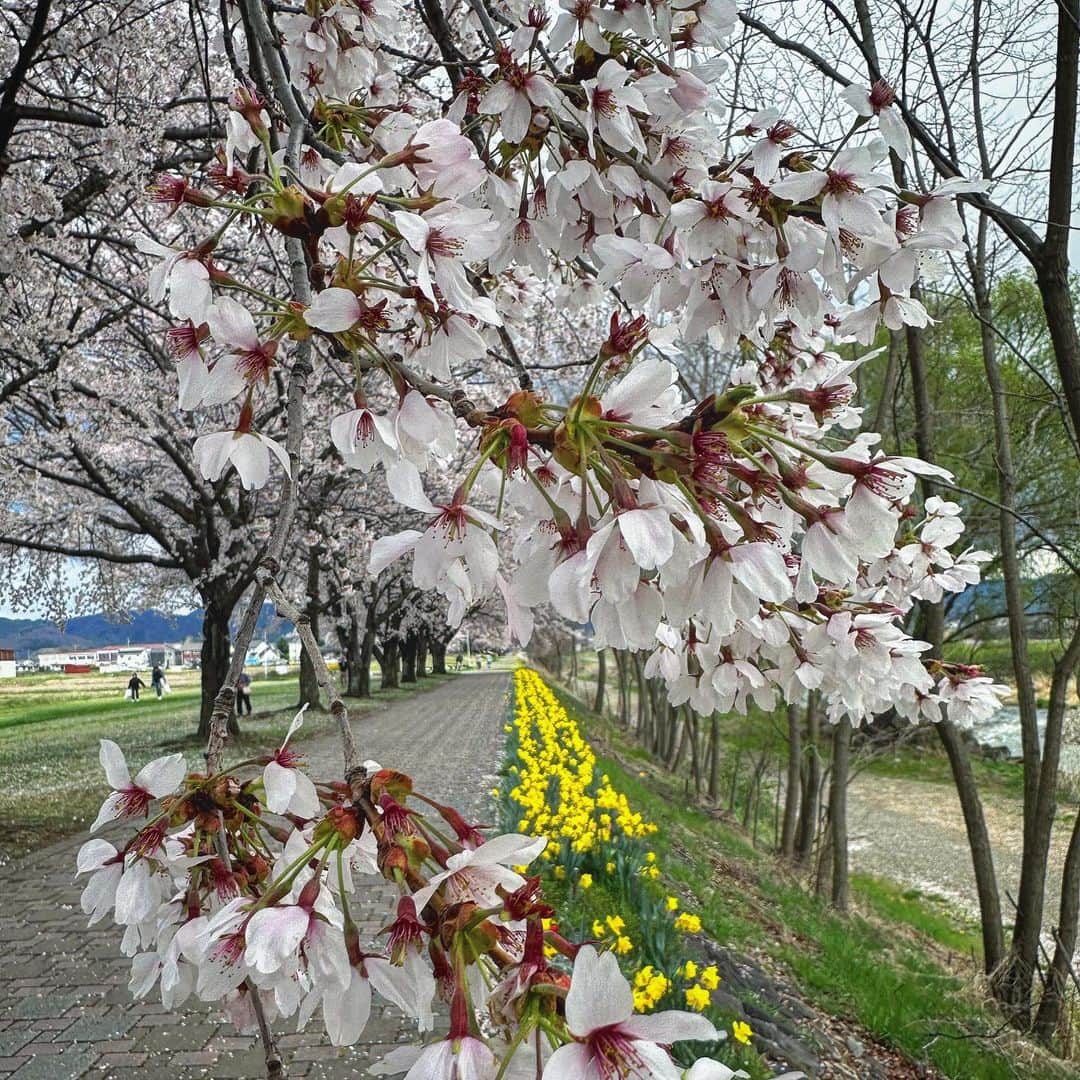 池田信太郎のインスタグラム：「桜の思い出 #思い出グラム  #桜スポット  #さくラさく小径」
