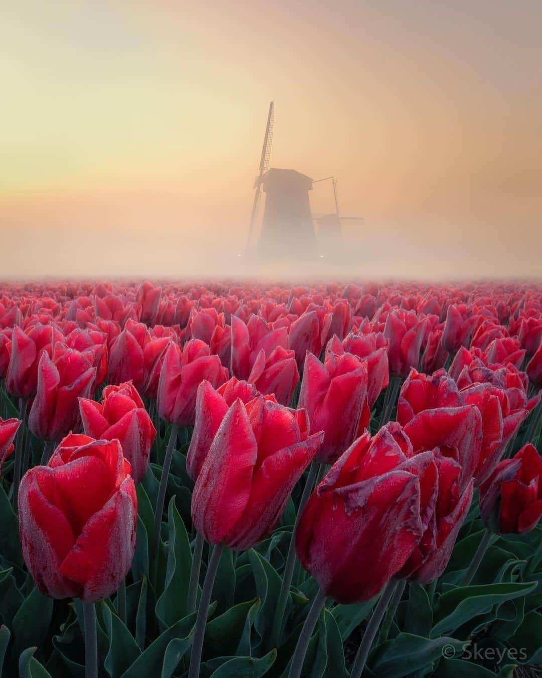 9GAGさんのインスタグラム写真 - (9GAGInstagram)「Tulip season is coming to an end 🌷😢 Follow @voyaged for beautiful places around the 🌍✈️ - 📷 @nick_skeyes - #voyaged #9gag #travel #tulips #netherlands」5月7日 20時30分 - 9gag