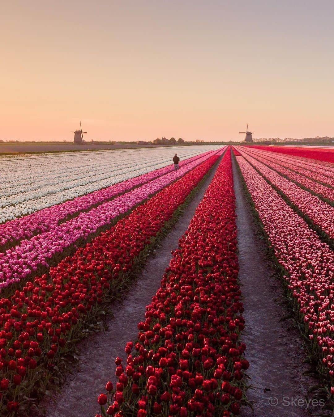 9GAGさんのインスタグラム写真 - (9GAGInstagram)「Tulip season is coming to an end 🌷😢 Follow @voyaged for beautiful places around the 🌍✈️ - 📷 @nick_skeyes - #voyaged #9gag #travel #tulips #netherlands」5月7日 20時30分 - 9gag
