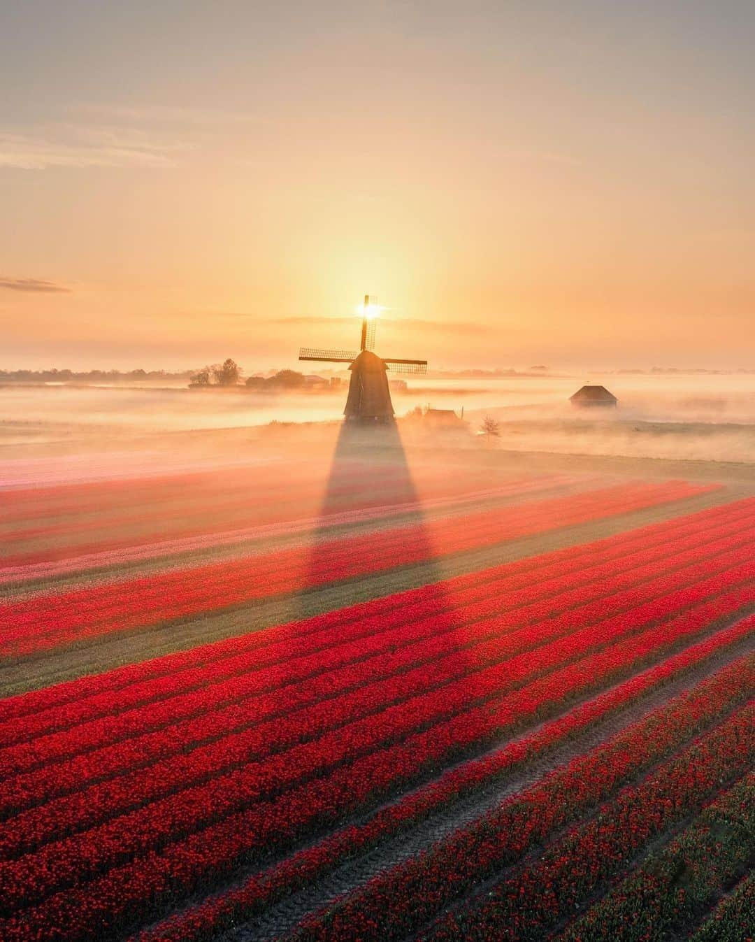 9GAGさんのインスタグラム写真 - (9GAGInstagram)「Tulip season is coming to an end 🌷😢 Follow @voyaged for beautiful places around the 🌍✈️ - 📷 @nick_skeyes - #voyaged #9gag #travel #tulips #netherlands」5月7日 20時30分 - 9gag