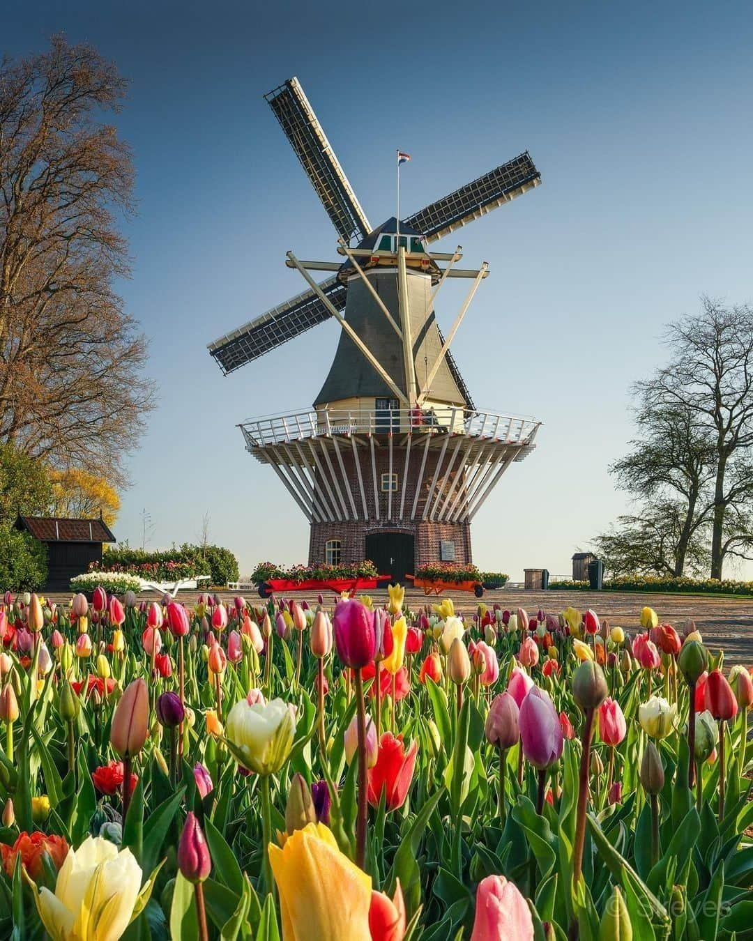 9GAGさんのインスタグラム写真 - (9GAGInstagram)「Tulip season is coming to an end 🌷😢 Follow @voyaged for beautiful places around the 🌍✈️ - 📷 @nick_skeyes - #voyaged #9gag #travel #tulips #netherlands」5月7日 20時30分 - 9gag