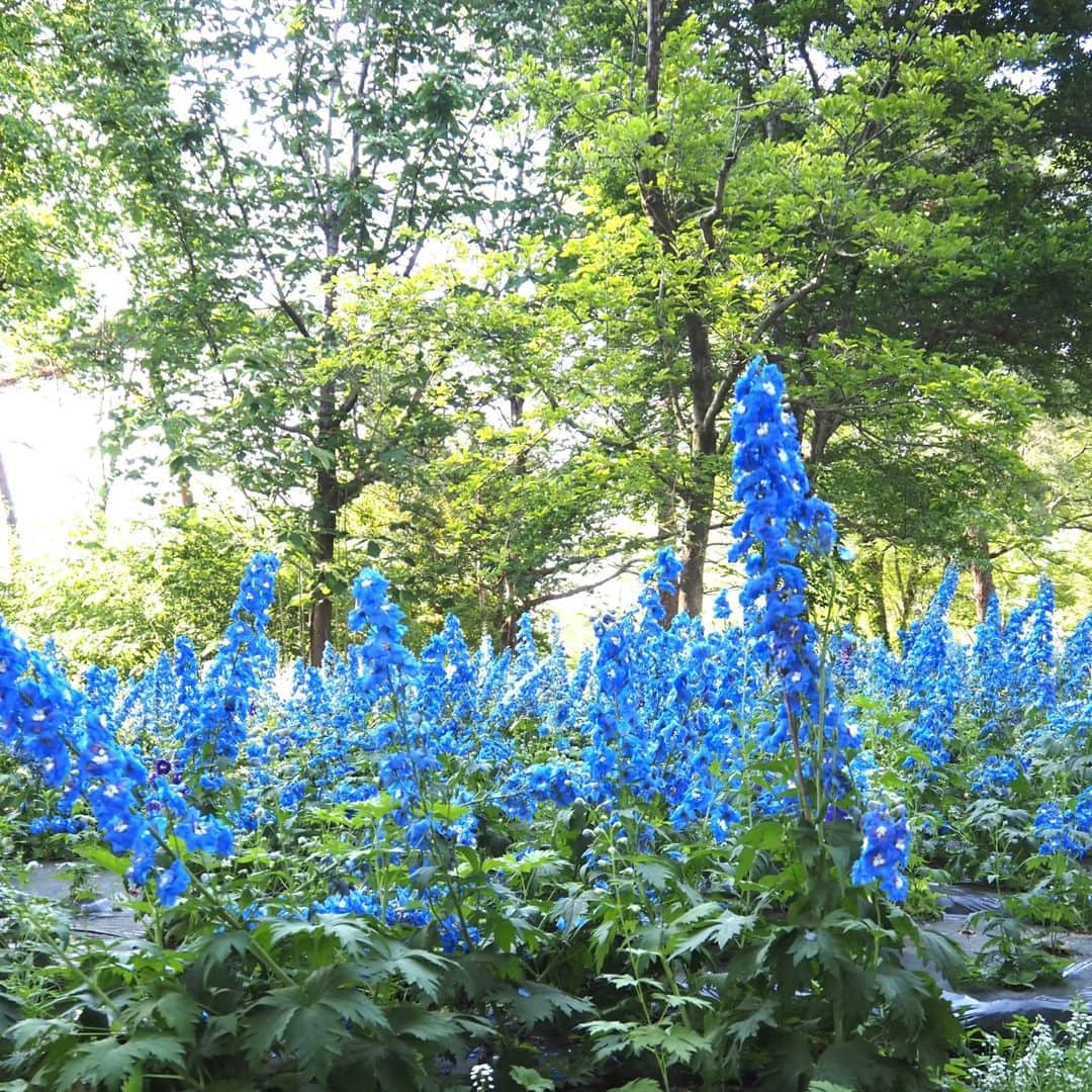Kuboi Ayumiさんのインスタグラム写真 - (Kuboi AyumiInstagram)「青の花畑が美しくて♡  先日、ドライブがてら国営武蔵丘陵森林公園へ。 西口ひろばのネモフィラはもう終わりかなという感じでしたが 公園庭園樹園の「こもれび花畑」にはかわいいルピナス。  そして、ルピナス畑の隣に青の花畑が。  鮮やかなデルフィニウムが美しすぎました。 デルフィニウムに囲まれて、四葉のクローバーや、虫探しに忙しい娘たち。  ちなみに、私たちはアスレチックで遊んでから行ったので、西口から歩いたのですが、 こもれび花畑へは、中央口からの入園が便利ですよ。 里山の自然が残る園内は304ha（東京ドームの約65倍）と、とても広いので 目的に合わせて入園の場所を決めてから向かってくださいね。  ■国営武蔵丘陵森林公園 @shinrinkoen   〒355-0802  埼玉県比企郡滑川町山田1920  ○+●+○+●+○+●+○+●+○+●+○+●+○+●  @himekagami　←　check♡  おうちごはん が楽しくなるお取り寄せグルメ や 簡単＆時短ごはん、育児情報など発信中！ 投稿が気に入ったら保存&フォローしていただけるとうれしいです。 いつもありがとうございます(^^)  ○+●+○+●+○+●+○+●+○+●+○+●+○+●  #デルフィニウム #ルピナス #はなまっぷ #森林公園 #国営武蔵丘陵森林公園 #はなすたぐらむ #はなふぉと #はなまっぷ #埼玉県 #埼玉 #埼玉観光 #公園巡り #公園コーデ」5月7日 20時31分 - himekagami