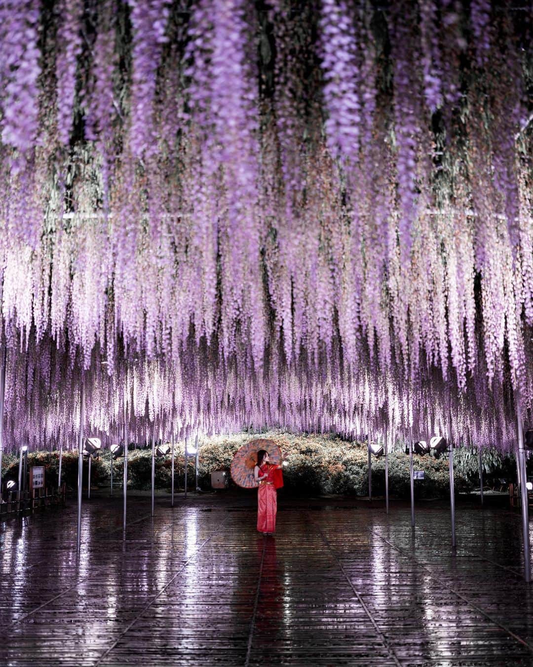 のインスタグラム：「* . . . . . 雨と藤 . サリ姿のケティーちゃん 似合ってて可愛かった🥹💓 . 行く途中雷が横に走ってて 怖かった😇⚡️ . . model : @ayaketty1685  . . FUJIFILM GFX50S II /  GF45mm F2.8 R WR . . . . . . *」