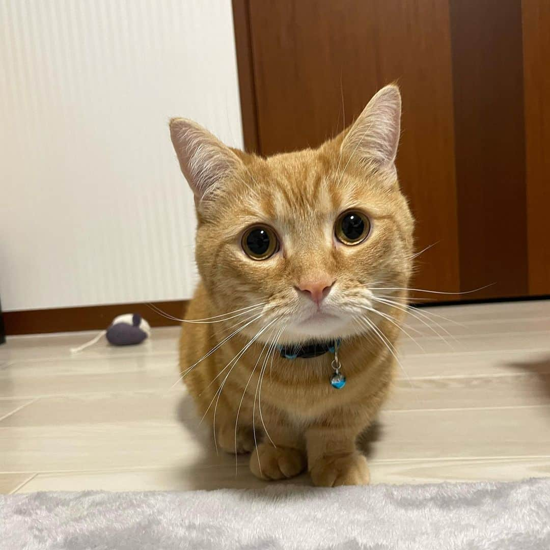 船越涼太さんのインスタグラム写真 - (船越涼太Instagram)「.  可愛さの化け物🐾  #猫#猫のいる暮らし #猫写真 #ミヌエット」5月7日 21時26分 - 2754ryota