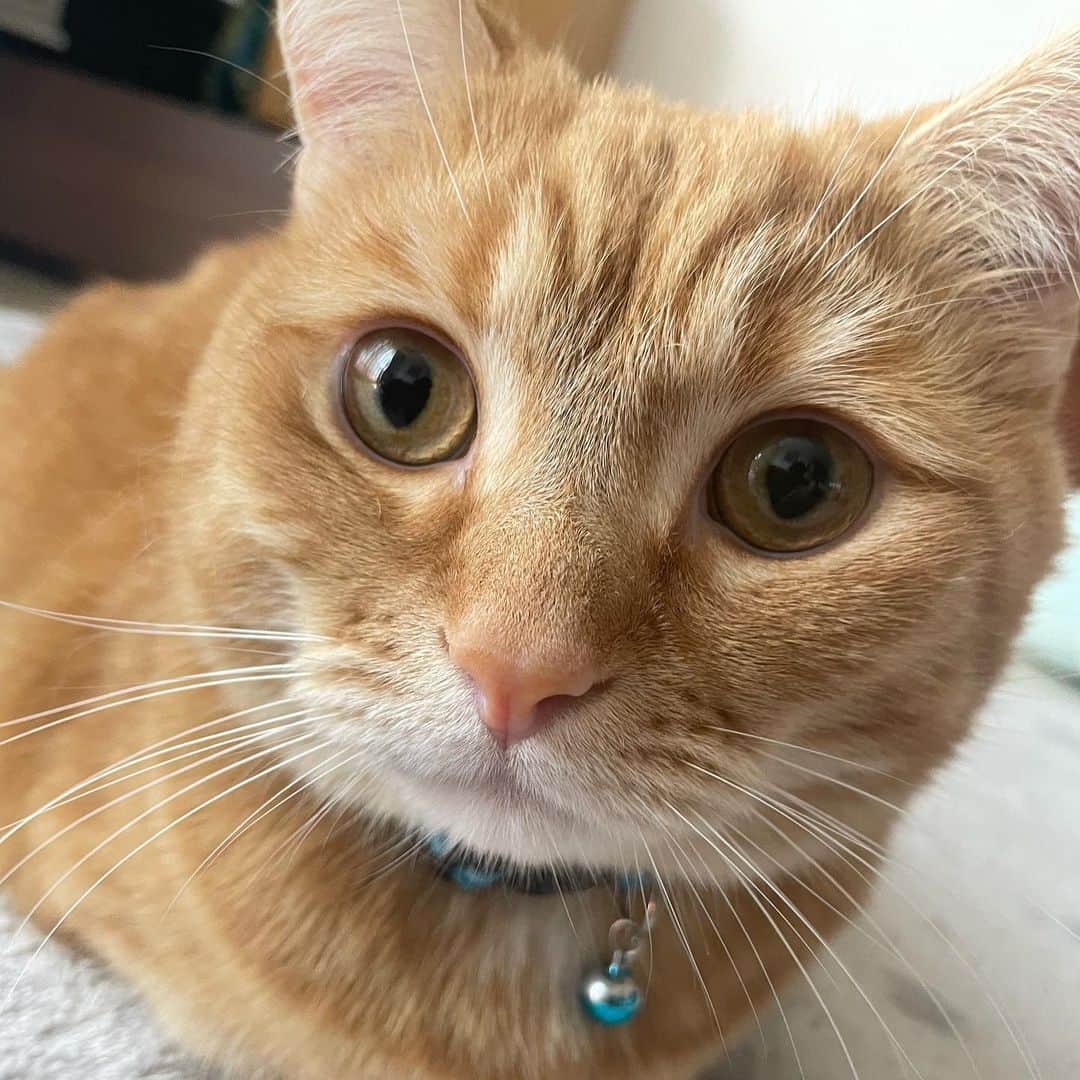 船越涼太のインスタグラム：「.  可愛さの化け物🐾  #猫#猫のいる暮らし #猫写真 #ミヌエット」