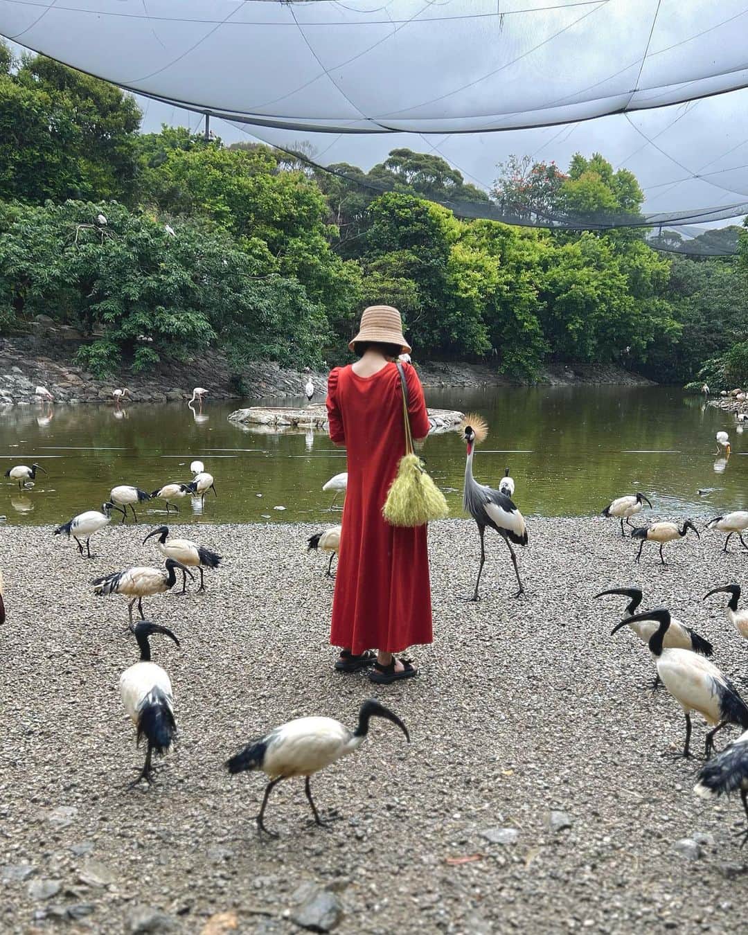 本島彩帆里さんのインスタグラム写真 - (本島彩帆里Instagram)「@ネオパーク沖縄 あみちゃん @ami_ishii_ が教えてくれた 鳥と触れ合えるスポット！  とっても広い環境でのんびりと過ごす 鳥が沢山いて、癒しパークだった…  オススメです…  最後の写真は沖縄の蝶 #オオゴマダラ のサナギ。蝶の姿もほんと〜に美しいのだけど、蛹が金色なんですよ…自然の色で、すごくないですか？？いつか生でみたいと思っていたけど、ネオパークには沢山オオゴマダラが舞っていて、蛹も観察できました😭🥺❤️  @neoparkokinawa  #ネオパーク沖縄」5月7日 21時24分 - saori_lifestyle