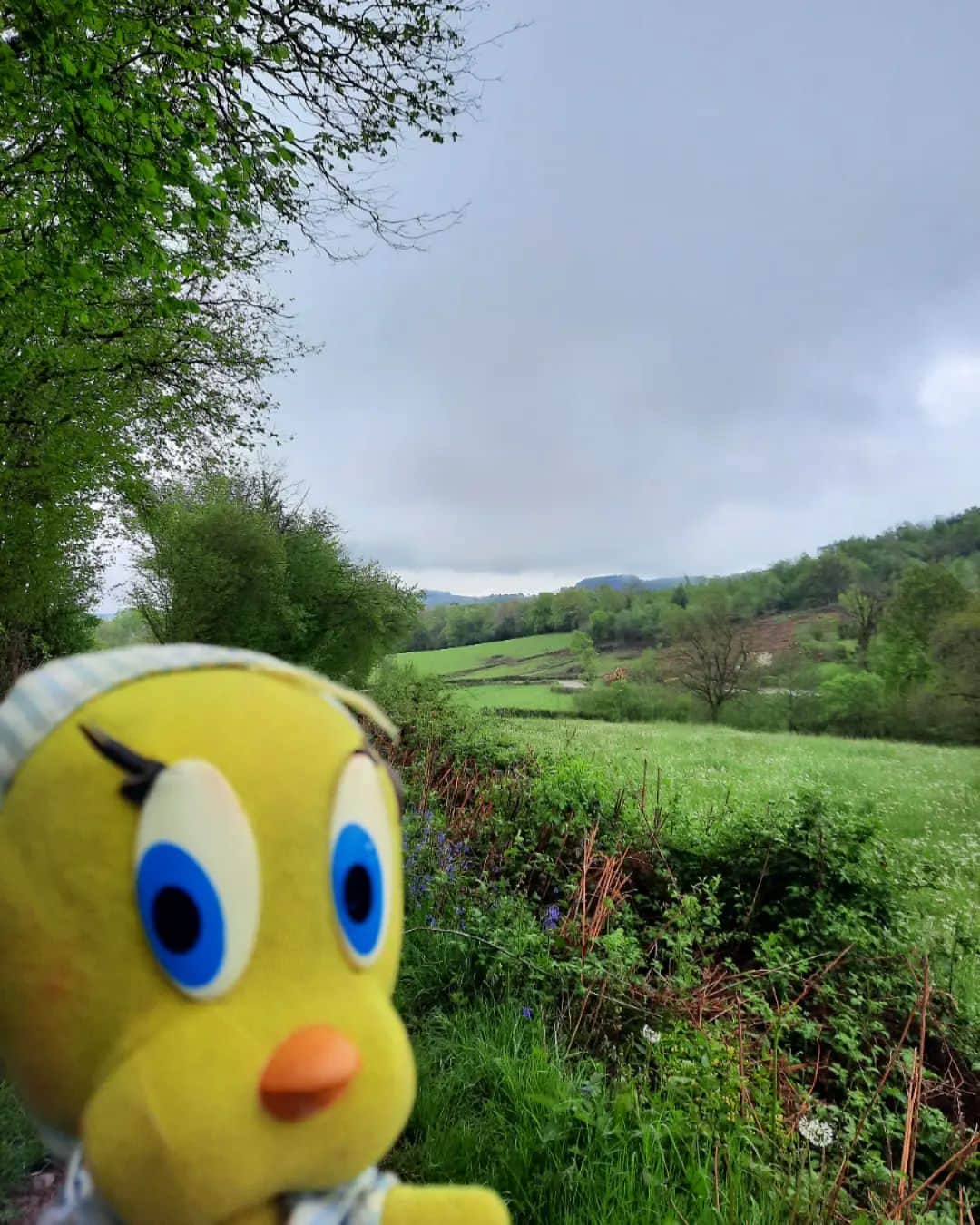 Little Yellow Birdのインスタグラム