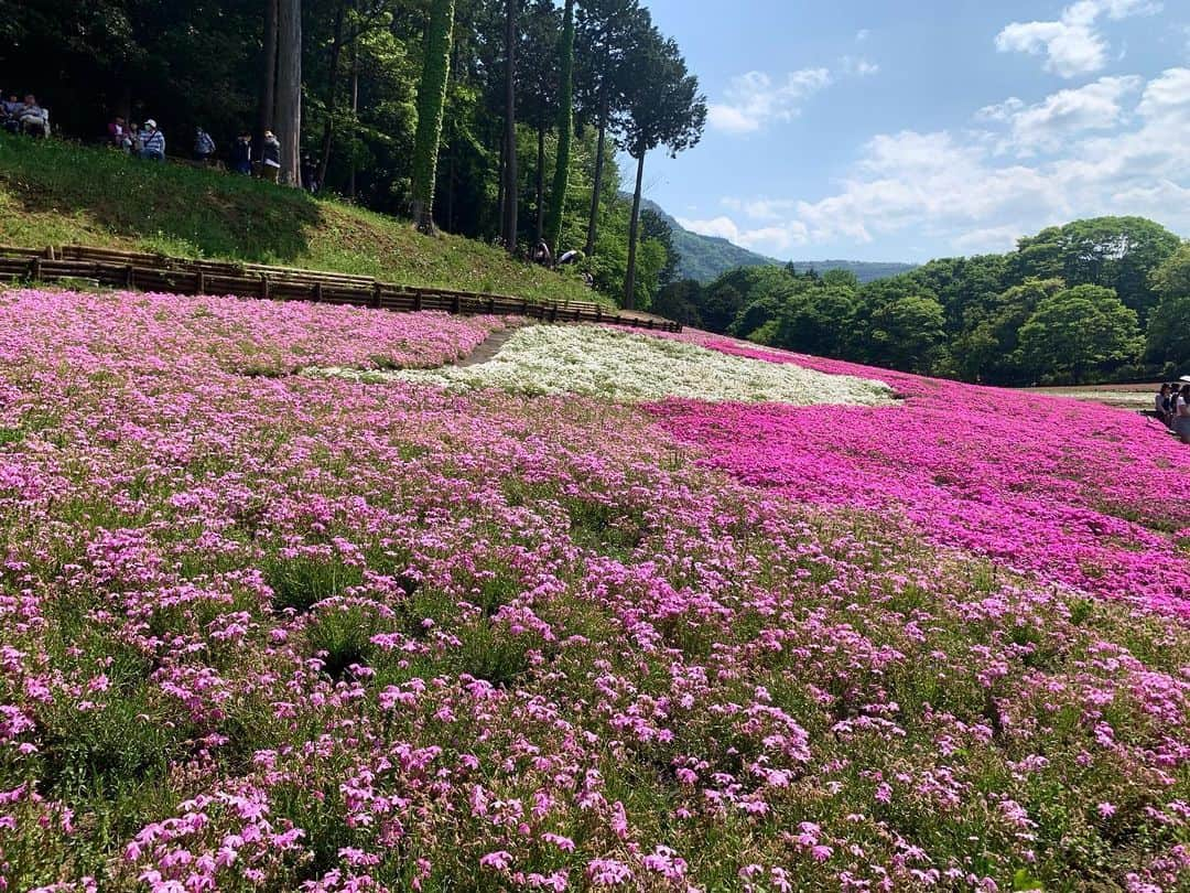 七瀬遥のインスタグラム：「綺麗だったなぁ🌸  GWは何処も賑わってましたね☺️  #5月#GW#芝桜#ネモフィラ#happy #beautiful #day#life#smile#fun#love#model#good#friend#family#happiness#good#tokyo#japan」