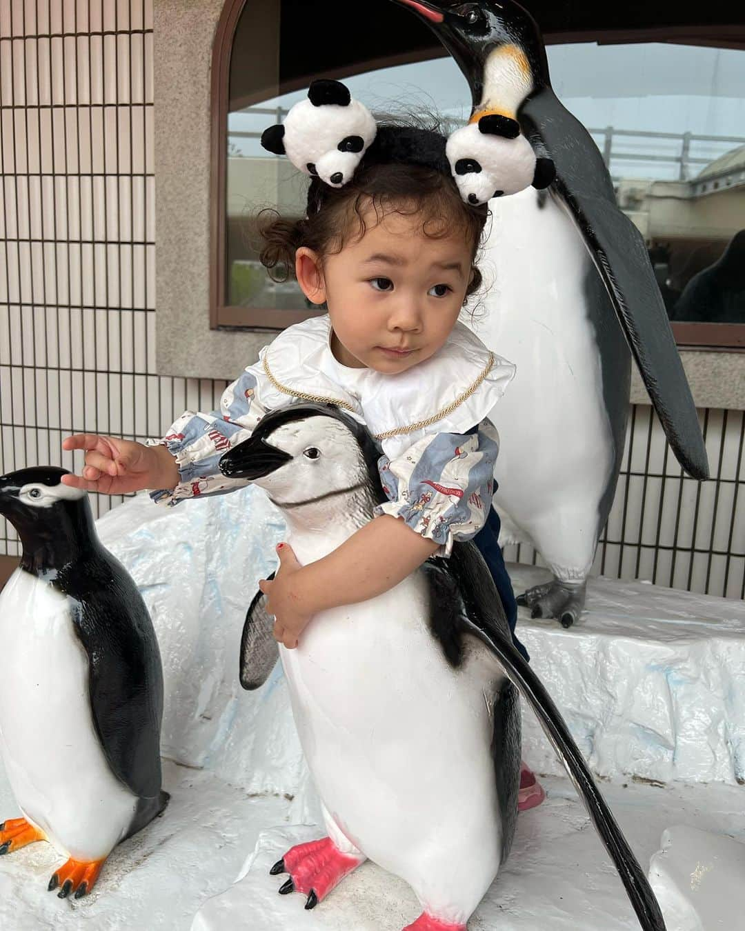 織田信成さんのインスタグラム写真 - (織田信成Instagram)「4年ぶりのアドベンチャーワールド🐼  ゴールデンウィーク中やったけど、奇跡的に空いてて動物も乗り物も堪能しまくった🐼パンダは全く並ばず見られて凄く得した気分💰パンダの返還ラッシュで上野動物園のシャンシャンも中国帰ったし、見られるうちにパンダは目に焼き付けたい🐼最後の動画のパンダ可愛すぎる🐼🐼🐼前はきゃっきゃっしてたお兄ちゃん二人は動物見ても「ふふっ…」って感じになってて、大人の階段上ってんな〜としみじみ😊  三男と長女はプレイランドみたいな所が一番楽しかったみたいで、サファリパーク周るケニア号に乗ったのにほぼ寝てた💤😂イルカのナイトショーの素敵だったのでおすすめ✨🐬🐬✨  #アドベンチャーワールド  #パンダ」5月7日 21時56分 - nobunari0325