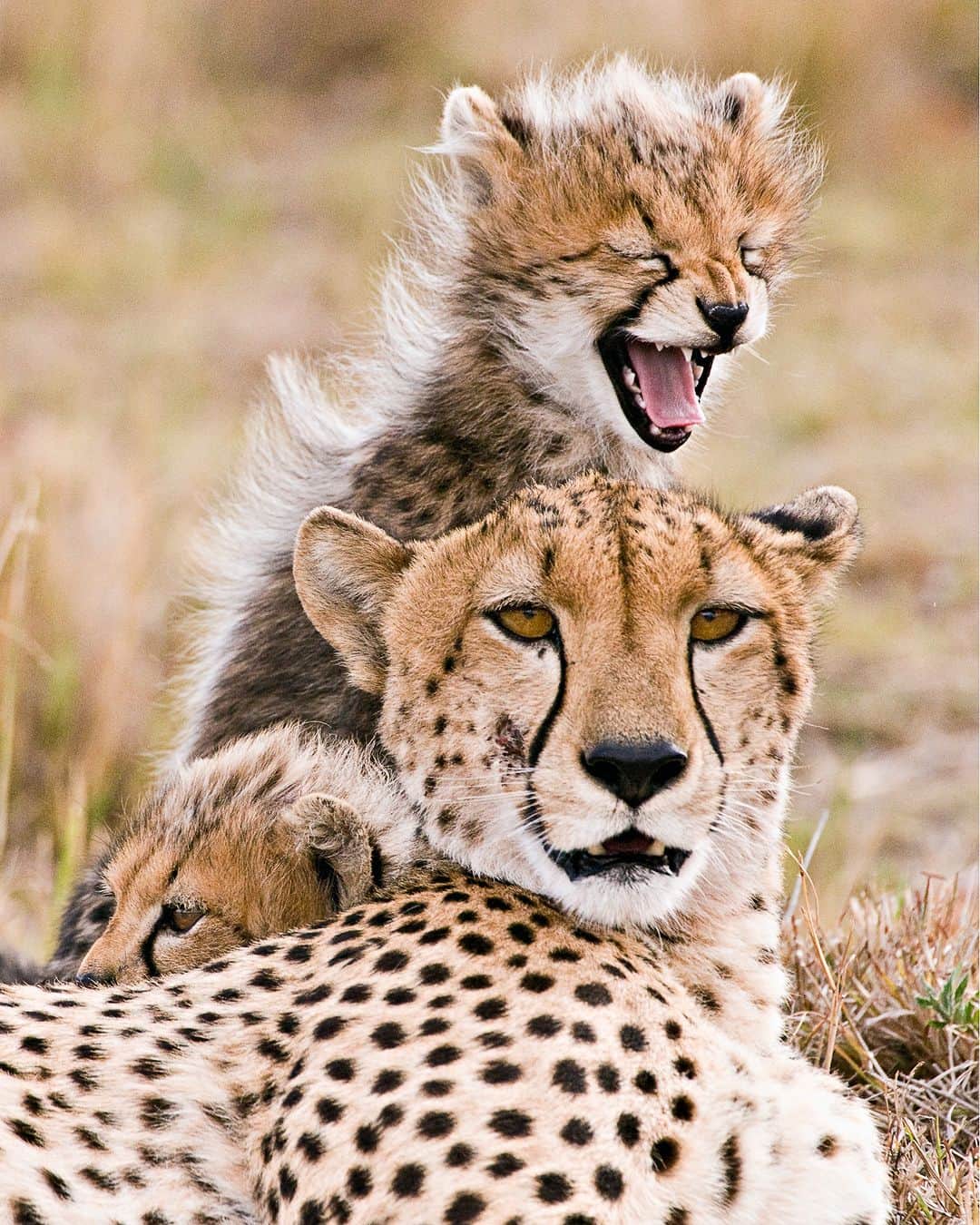アニマルプラネットさんのインスタグラム写真 - (アニマルプラネットInstagram)「A cheetah and her cubs in the forest at Masai Mara, Kenya. 🐆  Photo by JGovindaraj  #Wildlife #WildlifePhotography #Animals #Adorable #Kenya #Cheetah」5月7日 22時00分 - animalplanet