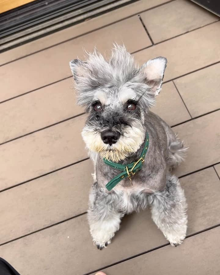 田中知之のインスタグラム：「良き日。  #schnauzer」