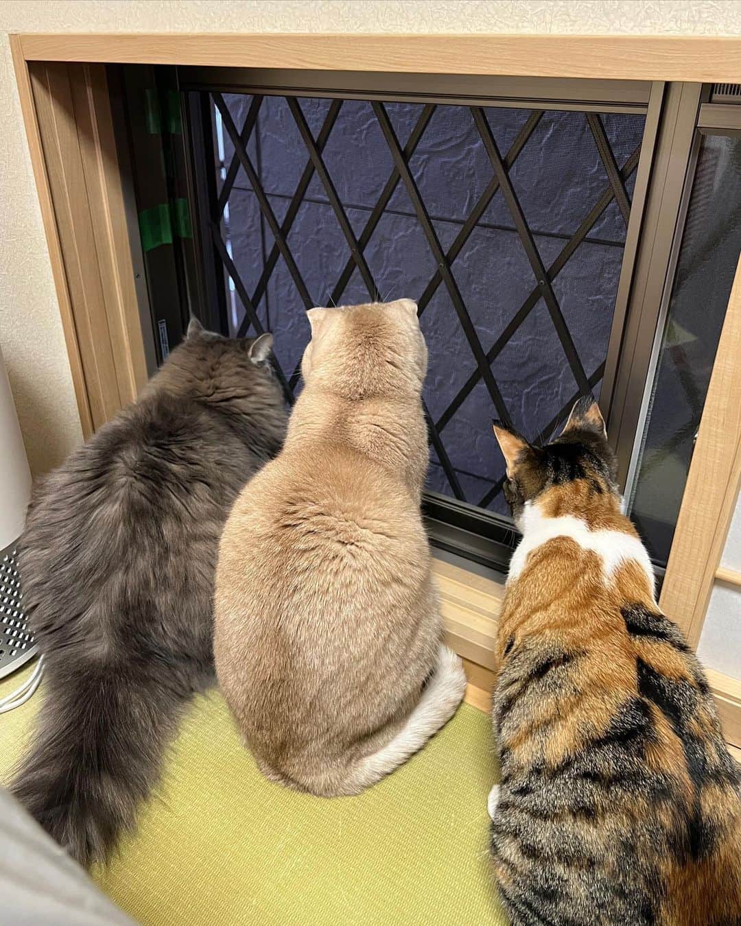 金太さんのインスタグラム写真 - (金太Instagram)「GWは毎日【隣の家の壁・見学会】でした😂(ちけぇ苦笑) . お隣さんは鳥飼ってて餌付けもしてるから、毎日🦜が来る。 窓を開けるとよく囀りが聞こえるから皆んなすぐ来るよー。 . . . .  #スコティッシュフォールドの金ちゃん#スコティッシュフォールド#scottishfold  #ラガマフィンのそうちゃん#ラガマフィン#Ragamuffin #もふもふ #にゃんすたぐらむ#catsofinstagram  #meowed#9gag #猫のいる暮らし　#ねことの生活　#猫好きさんと繋がりたい#三毛猫　#保護猫　#猫のいる暮らし#三毛猫すず#calico」5月7日 22時42分 - vvviopw