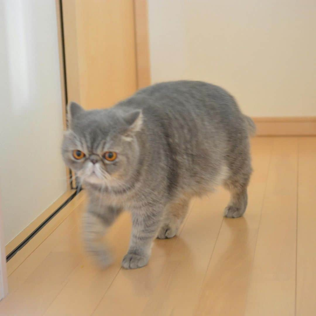 and myuさんのインスタグラム写真 - (and myuInstagram)「WASABI♡ トストスドスドス🐾🐾 . . . .  #エキゾチックショートヘア #exoticshorthair #exoticcat #エキゾチックロングヘア #exoticlonghair #catsofinstagram #catstagram #子猫#kitten#エキゾ #ぶさかわ#鼻ぺちゃ #ペコねこ部   .」5月7日 22時43分 - _wasastagram_