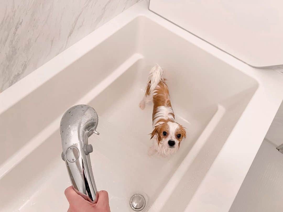 楪望さんのインスタグラム写真 - (楪望Instagram)「* 我が家のギフト氏🐶 お風呂が好きなのか、お水を嫌がることもなくいい子にしてくれるので助かっております🙋‍♀️🚿 繊細な犬のお肌のことを考えて開発された、スキンケアシャンプーをGETしまして🐶 洗い上がりはしっとり潤いを保ちつつ、香りは爽やか。 ふわっふわの毛に🛁 気持ちよくて、ずっと頬ずりしています🥹🤍 @thematetokyo  ブレインハイムなので白い毛の部分が汚れると目立っちゃって…🫣🧼 お風呂に頻繁に入れている身としては、お肌に優しい成分なのは本当に嬉しくて🥲✨ 泡状で出てきてくれるので、泡立ていらずで楽ちん☺︎🫧 頭の上に泡乗せたら、澄まし顔してましたとさ🍦（2枚目） #犬 #dog #dogoftheday #thematetokyo #ペットシャンプー #シャンプー #ドッグシャンプー #お風呂 #犬のいる暮らし #わんこ部 #泡のせ犬 #犬バカ部 #わんこ #キャバリア #cavalierkingcharlesspaniel #チワワ #chiwawa #mix犬 #🐶 #🐕 #🛁」5月7日 23時01分 - nozomi_yuzuriha_official