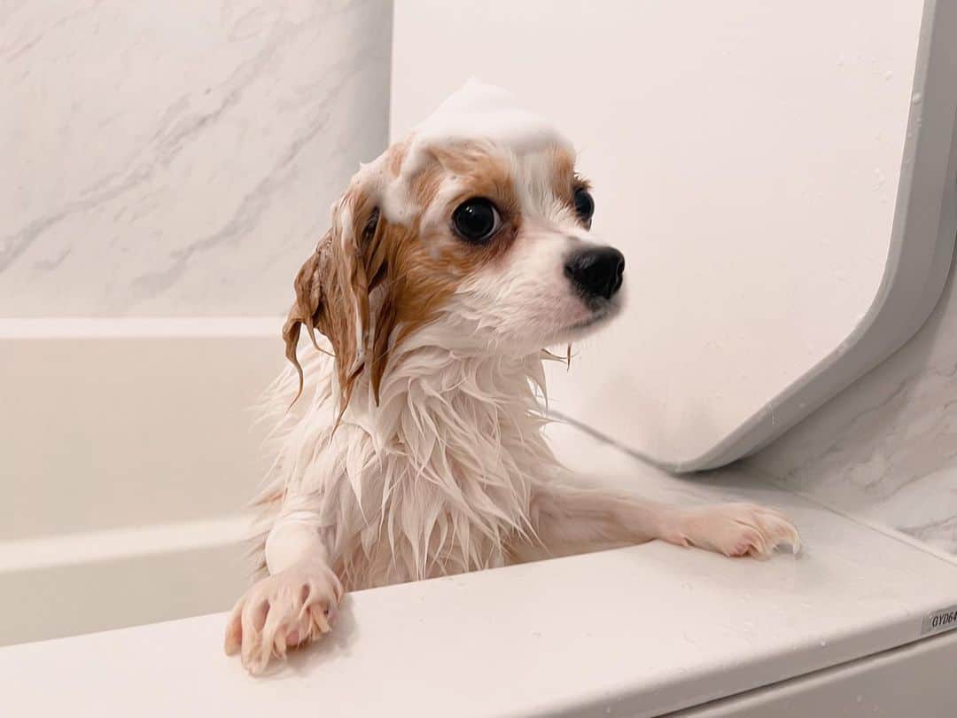 楪望さんのインスタグラム写真 - (楪望Instagram)「* 我が家のギフト氏🐶 お風呂が好きなのか、お水を嫌がることもなくいい子にしてくれるので助かっております🙋‍♀️🚿 繊細な犬のお肌のことを考えて開発された、スキンケアシャンプーをGETしまして🐶 洗い上がりはしっとり潤いを保ちつつ、香りは爽やか。 ふわっふわの毛に🛁 気持ちよくて、ずっと頬ずりしています🥹🤍 @thematetokyo  ブレインハイムなので白い毛の部分が汚れると目立っちゃって…🫣🧼 お風呂に頻繁に入れている身としては、お肌に優しい成分なのは本当に嬉しくて🥲✨ 泡状で出てきてくれるので、泡立ていらずで楽ちん☺︎🫧 頭の上に泡乗せたら、澄まし顔してましたとさ🍦（2枚目） #犬 #dog #dogoftheday #thematetokyo #ペットシャンプー #シャンプー #ドッグシャンプー #お風呂 #犬のいる暮らし #わんこ部 #泡のせ犬 #犬バカ部 #わんこ #キャバリア #cavalierkingcharlesspaniel #チワワ #chiwawa #mix犬 #🐶 #🐕 #🛁」5月7日 23時01分 - nozomi_yuzuriha_official
