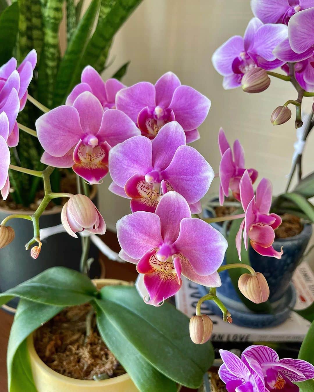 シャウラさんのインスタグラム写真 - (シャウラInstagram)「去年は咲かなかった蘭達、今年は皆さん満開でした。✨✨　でもそろそろお別れの時間ですね。また会える時まで。❤️幸せをありがとう。 Last year my orchids didn’t bloom at all, but this year they used all of their stored energy and were in full bloom. ✨ It’s almost the end of the season and time to say goodbye, but I am so grateful they blessed me with their beautiful flowers this year. Until we meet again beauties. ✨❤️ #plantlady #orchid #蘭 #花」5月7日 23時09分 - shaula_vogue