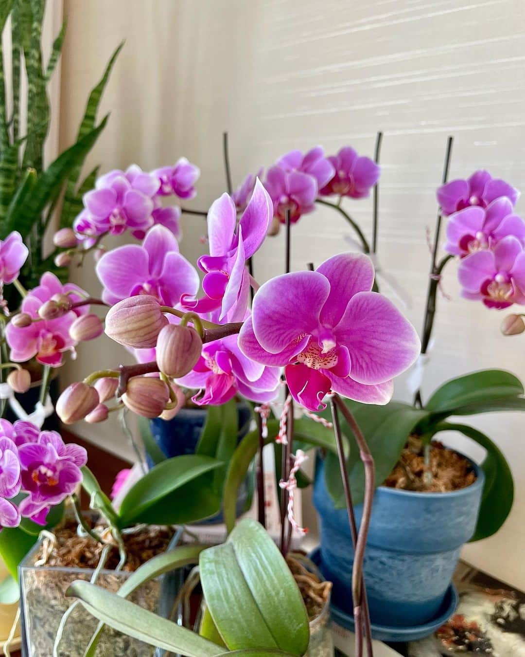 シャウラさんのインスタグラム写真 - (シャウラInstagram)「去年は咲かなかった蘭達、今年は皆さん満開でした。✨✨　でもそろそろお別れの時間ですね。また会える時まで。❤️幸せをありがとう。 Last year my orchids didn’t bloom at all, but this year they used all of their stored energy and were in full bloom. ✨ It’s almost the end of the season and time to say goodbye, but I am so grateful they blessed me with their beautiful flowers this year. Until we meet again beauties. ✨❤️ #plantlady #orchid #蘭 #花」5月7日 23時09分 - shaula_vogue