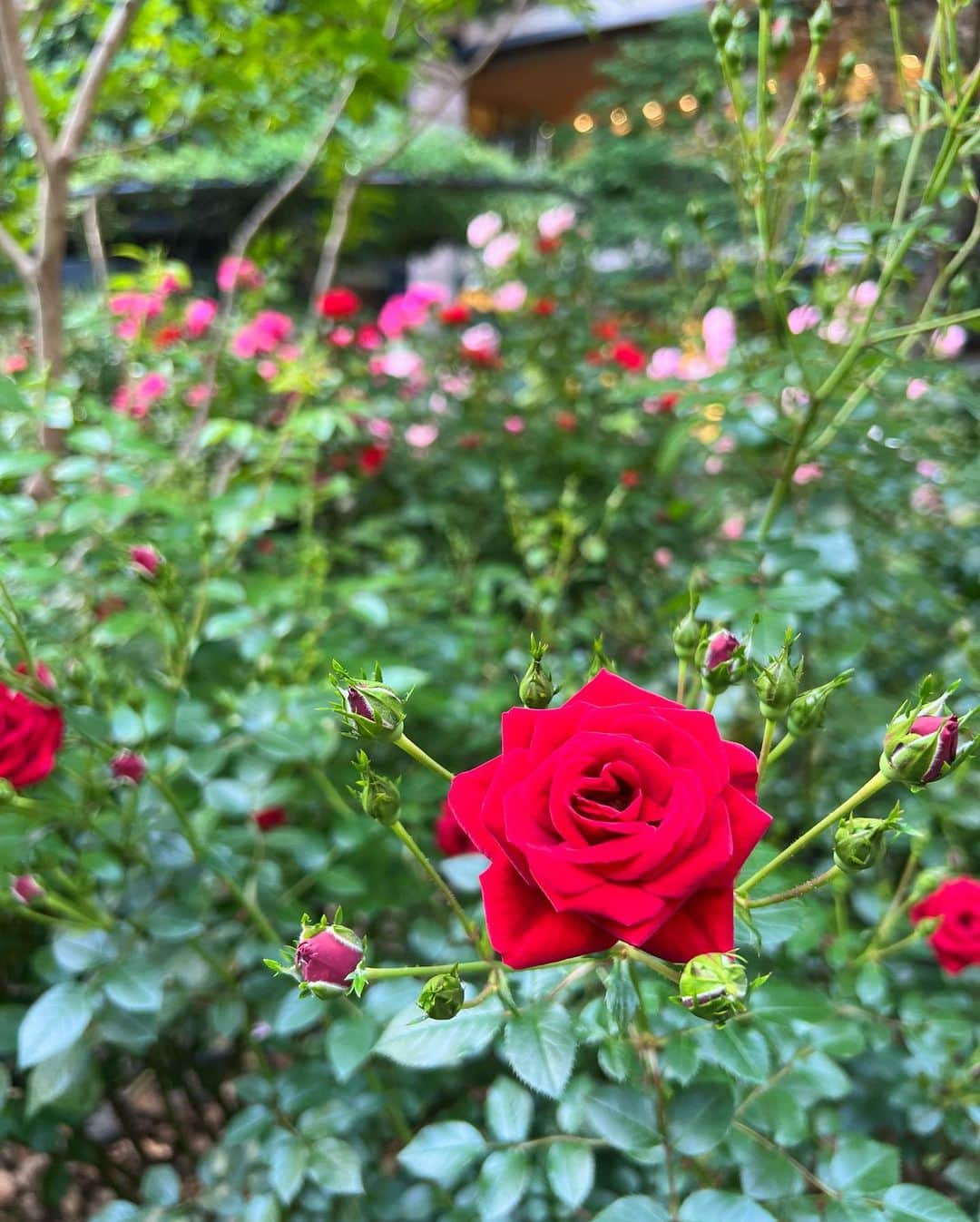 さわいえりさんのインスタグラム写真 - (さわいえりInstagram)「たまたま行ったら薔薇が綺麗で、 たくさんの人達が写真を撮ってました🌹  私も記念に♡  ワンピースは @emiriawiz_official   大好きなブルーグレーカラーに、 オリジナルのフラワー柄が華やかで綺麗🩶 ウエストがゴムで、めちゃくちゃ着心地がいいの☺︎  CHANEL展以来の三菱一号美術館♪  人が凄かった！  GWも終わりですね。 あっという間だったな🤔笑  ・  ・  ・  #エミリアウィズ #emiriawiz#ワンピース#春夏コーデ #夏コーデ#休日コーデ #綺麗めコーデ #お上品コーデ#ワンピ」5月7日 23時14分 - beauty_eri7