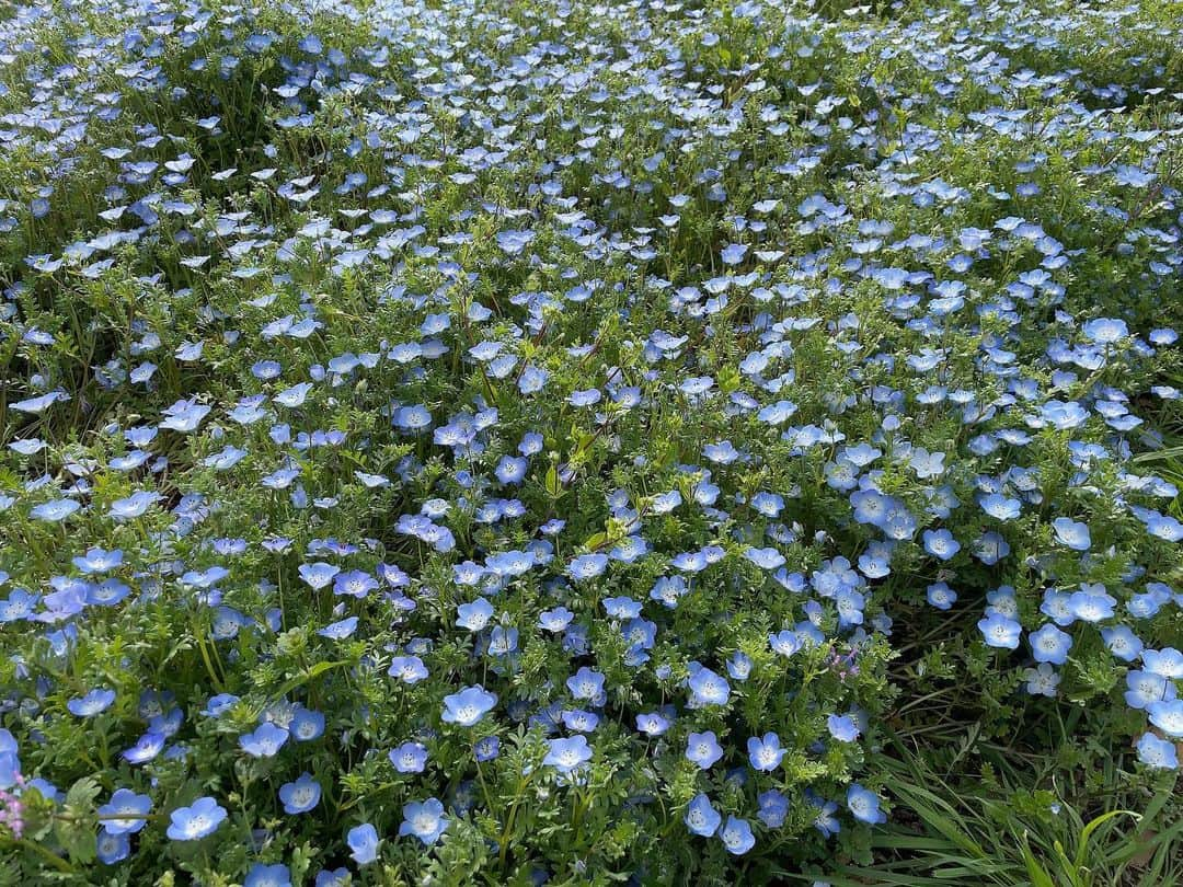 yurikaさんのインスタグラム写真 - (yurikaInstagram)「💐👶🏻🌈🌿💠 * 息子と母とピクニックに行った日🌱 天気も良くて最高に公園日和🤍 * たくさん歩いていろんなお花見ておしゃれなカフェでのんびりもできて、楽しかった🌷✨息子くんだいたい寝てたけど、起きてる時に少しでもピクニック楽しんでもらえてよかったな🫶🌿 * 小さい頃からよく行ってたけど、また大人になると違った楽しさがあって良いなあ💛 とってもおすすめな場所です🌷 * * この日のvlogは、youtubeに載せています🥰 * * #vlog #picnic #fashion #ピクニック #生後4ヶ月 #生後4ヶ月男の子 #男の子ベビー #男の子ママ #ママコーデ #公園コーデ #新米ママ #昭和記念公園 #春コーデ #プチプラコーデ #菜の花畑 #チューリップ畑 #ネモフィラ #春メイク」5月7日 23時34分 - yuri0813ka