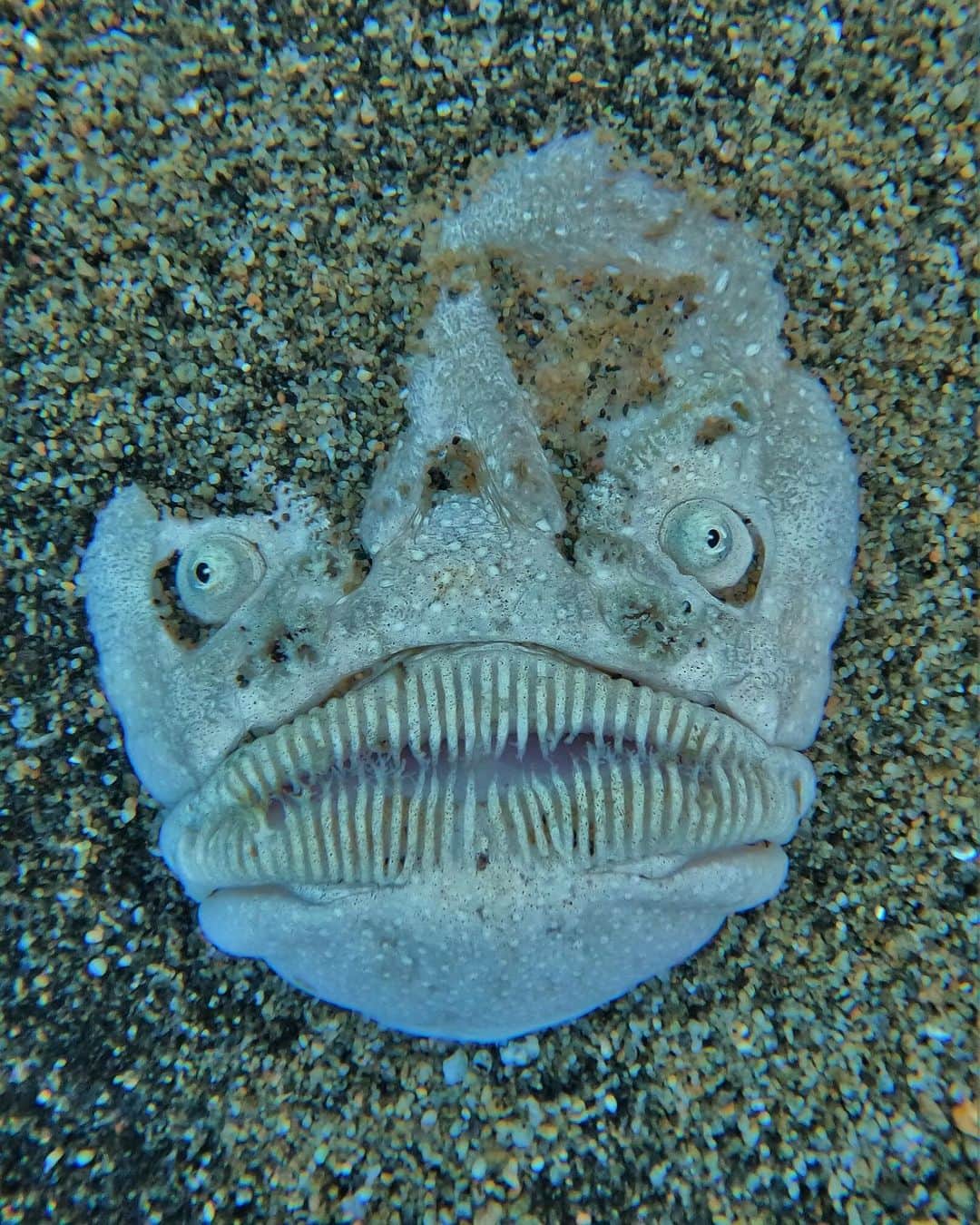 アメリカ自然史博物館のインスタグラム：「My my… what big teeth you have! Meet the Pacific stargazer (Astroscopus zephyreus). Found in coastal waters from California to Peru, this fish is an ambush hunter. Spending most of its life buried beneath the sand, the stargazer’s upturned face is an adaptation that allows it to see even when most of its body is concealed. What’s more? This species is capable of stunning prey with electrical shocks of up to 50 volts!   Photo: alboertoalcala, CC BY 4.0 iNaturalist #amazingnature #animals #biodiversity #ocean #wildlifephotography」