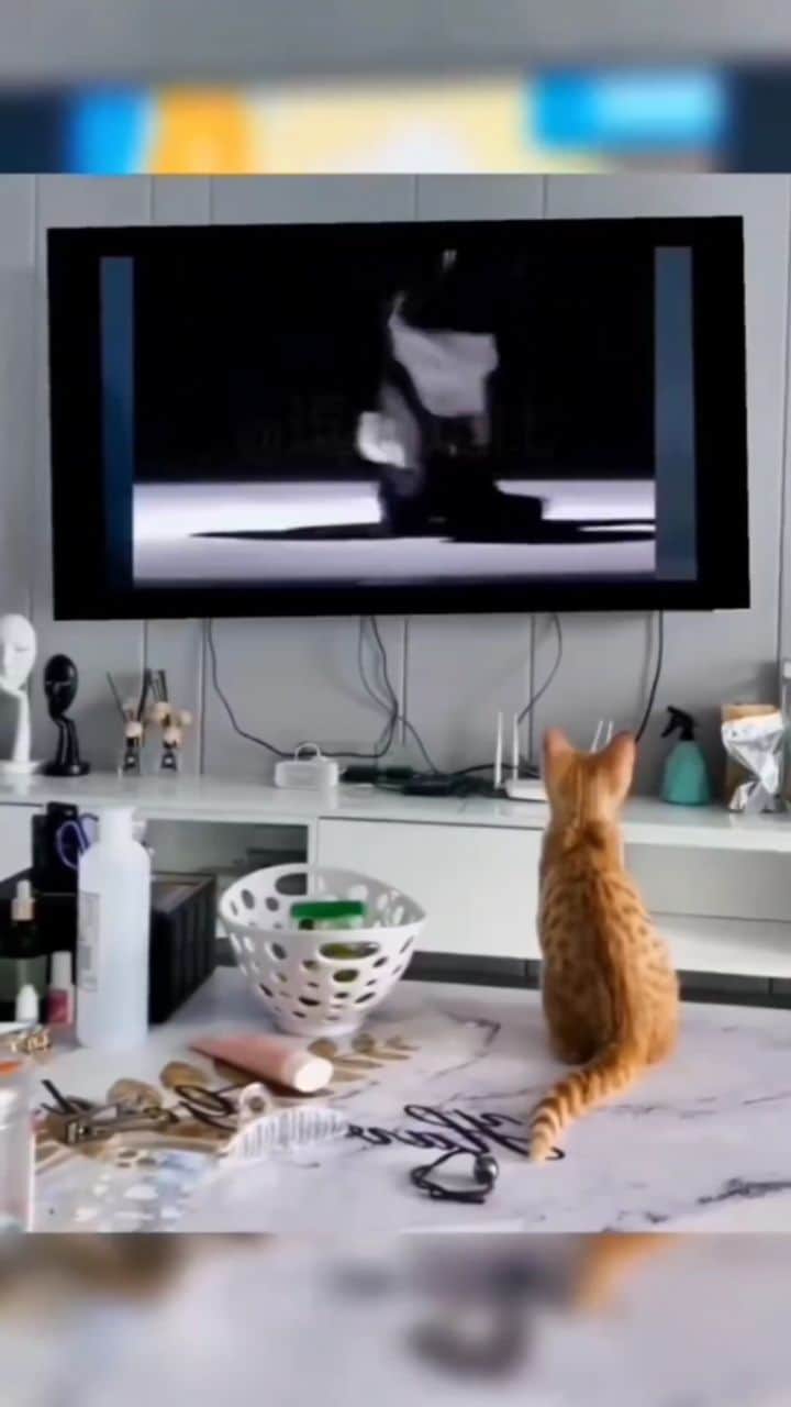 のインスタグラム：「😂😂😂  DM for Credit  #pgdaily #pgstar#pgcounty #planetgo#planet #planetearth #amazing #awesome #funnyanimals  #cat #catlover #animalonplanet #animalplanet #animals #animalonearth」