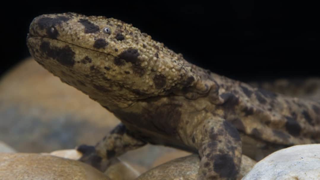 スミソニアン国立動物園さんのインスタグラム写真 - (スミソニアン国立動物園Instagram)「What's 5 ft long, has wrinkly skin and smells like peppers? It's a Japanese giant salamander of course! This Thursday, May 11 at 2 p.m. ET, check out a live, virtual program where you will get an up-close look at a Japanese giant salamander, chat with an amphibian expert, and more! Register using the link in our bio. #AmphibianWeek #AmphibianWeek2023  Image description: a photo of a Japanese giant salamander resting on a bed of rocks.」5月8日 0時13分 - smithsonianzoo