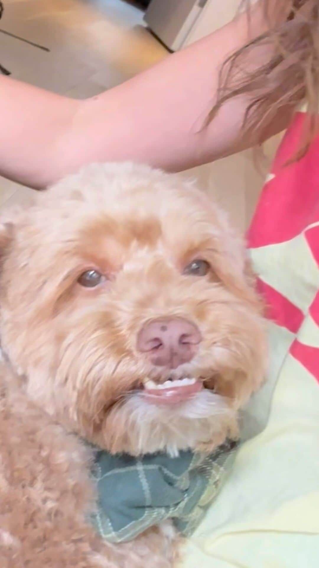 テイラー・ヒルのインスタグラム：「Tate and I are so grateful for all the amazing treat recommendations we got! There we sooo many and we wanted to try some. To keep it simple we tried only beef treats so we could get an accurate idea of what he likes. I wanted to do some commands with Tate to see which ones he responded to the best and I felt by the end of the video the @purebitespettreats were the best for commands although he seemed to really like all of them taste wise! We will do a taste test next 😊」