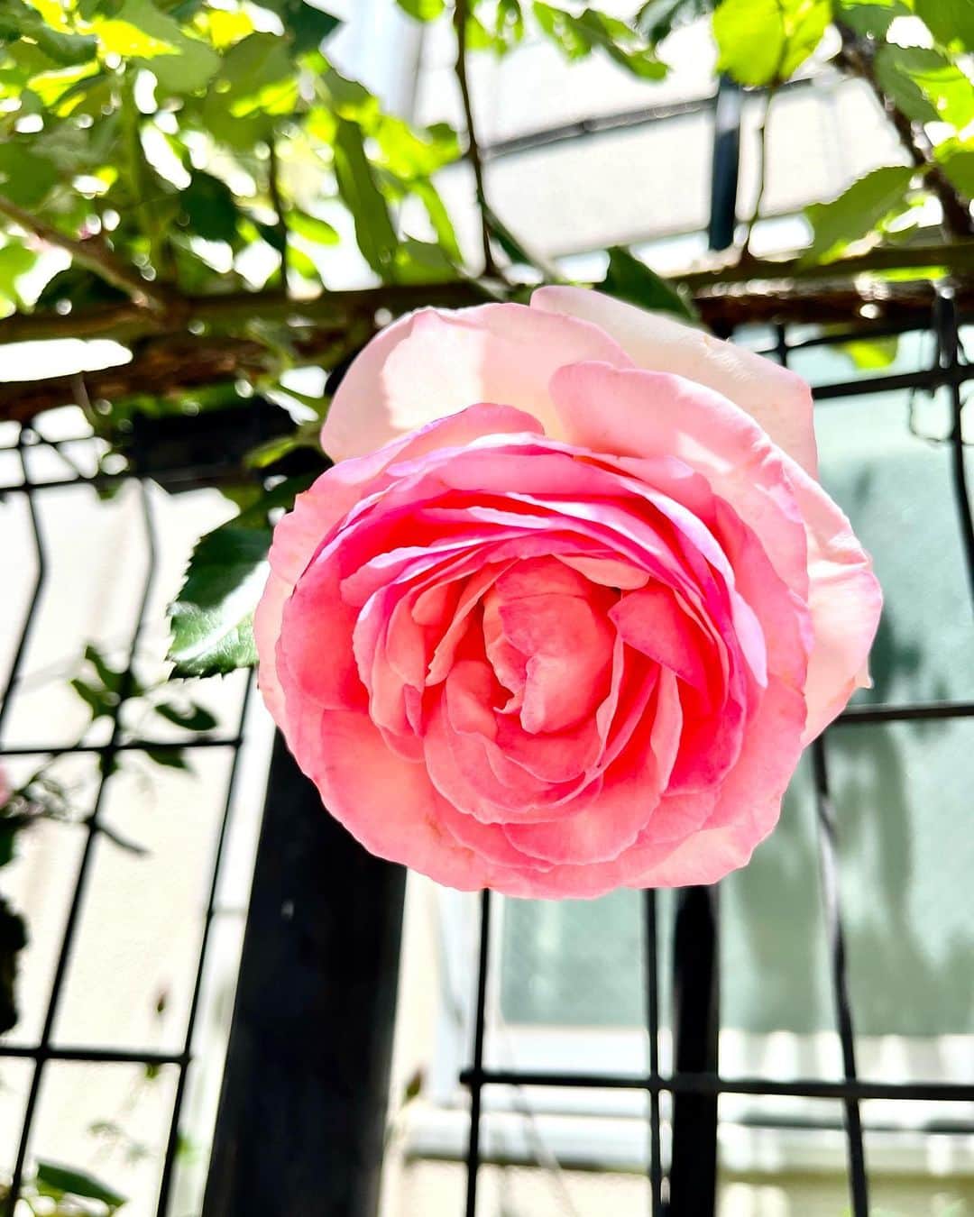 亜希子のインスタグラム：「10代も20代も仕事を覚えることに必死で忙しく、街に咲く花に目を向けることなんてありませんでした。  それより現実的に達成感のあることに目を向けたかったし、花が綺麗だと思う時間を持つくらいなら1秒でも長く成功に向けて頑張りたかった。  でも最近、年を重ねて思います。  花、めちゃくちゃ綺麗だなって。  この綺麗さを愛でるために足を止めることは、むしろ大切な小休止なのではないか、と。  部屋に花を飾らなかったのは、飾っても破棄するタイミングがわからなかったのと、一度飾った花を「枯れた」という理由で捨てるのはエゴな気がして躊躇う自分がいたのですが。  これからはできるだけ花に畏敬の念を持ちつつ一緒に生きていけたら、少しは心が透明な潤いで満たされる気がします。」