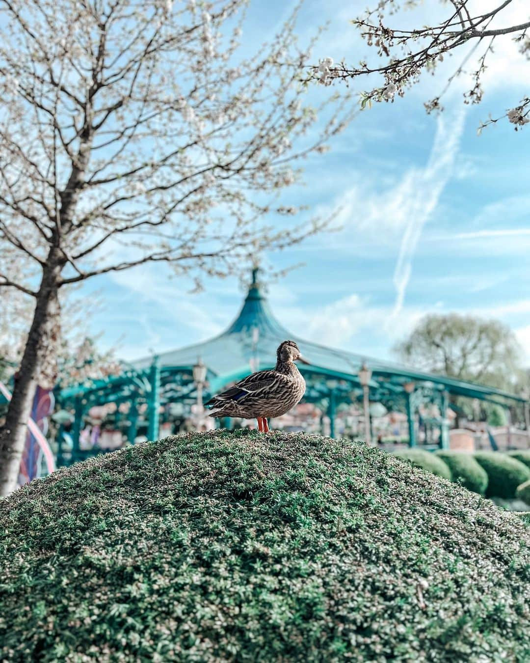 ルイーズ・ペントランドさんのインスタグラム写真 - (ルイーズ・ペントランドInstagram)「Bonjour! 🔗Link in the bio for my brand new Disney Vlog!!! ☺️💕🎉 Come with us for our first full day in the parks, watching the AMAZING dream & shine parade, touring the castle, riding sooo many attractions and eating in the funnest themed restaurant ever! Guess which one!  Let me know, what’s your best Disney memory EVER? (Doesn’t need to be from the parks, could be your fave film, singing the songs in the car etc!) ✨💕🤍  #DisneylandParis #DLP #DisneyVlogger #DisneyVlog #LouisePentland」5月8日 0時56分 - louisepentland